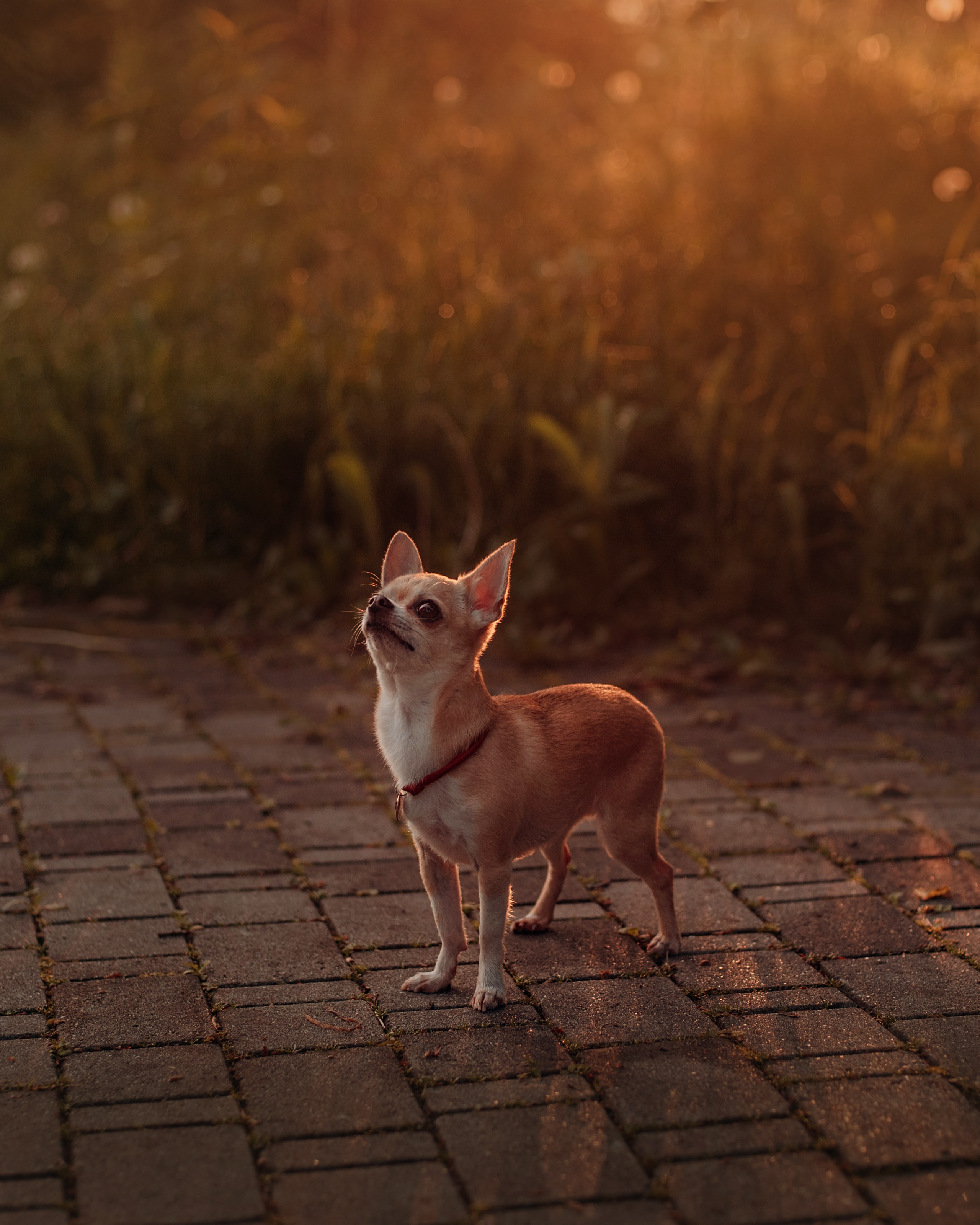 Прогулка: чихуахуа Хенни и Алина во Владивостоке. Портфолио