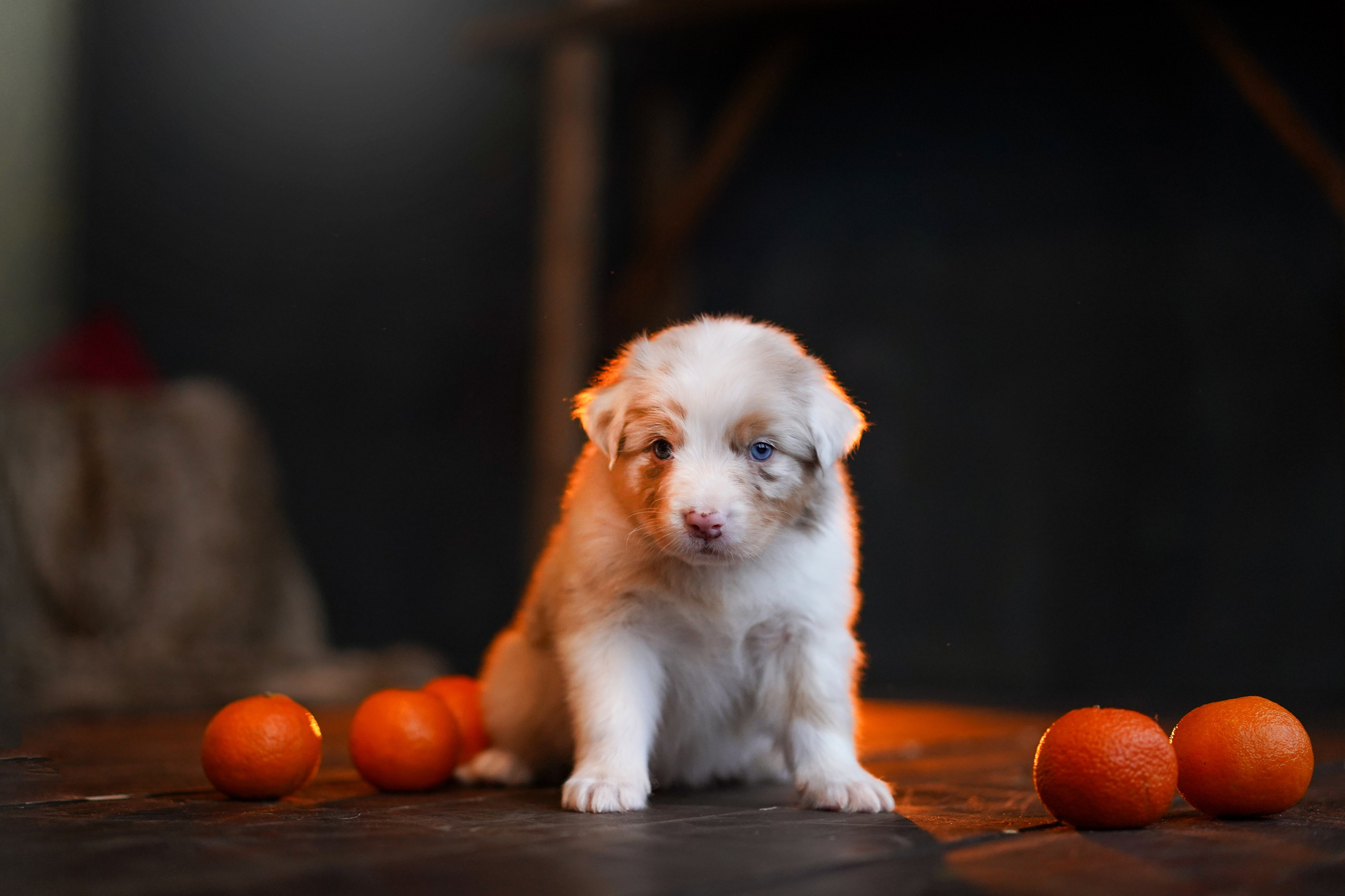 Щенки австралийской овчарки. Фотограф-анималист в Санкт-Петербурге Яна Мартынова