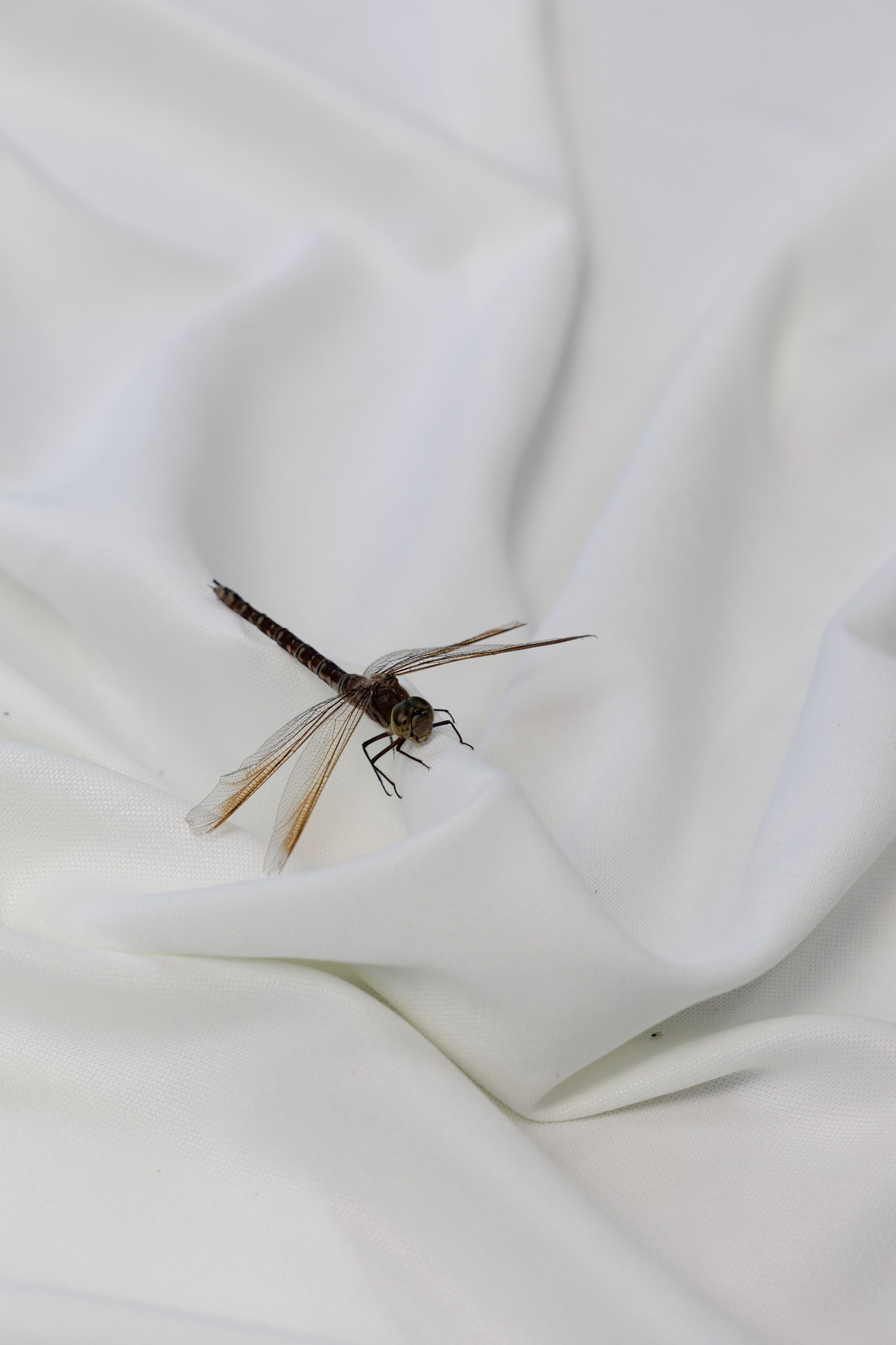 Андрей и Оля. Свадебный фотограф