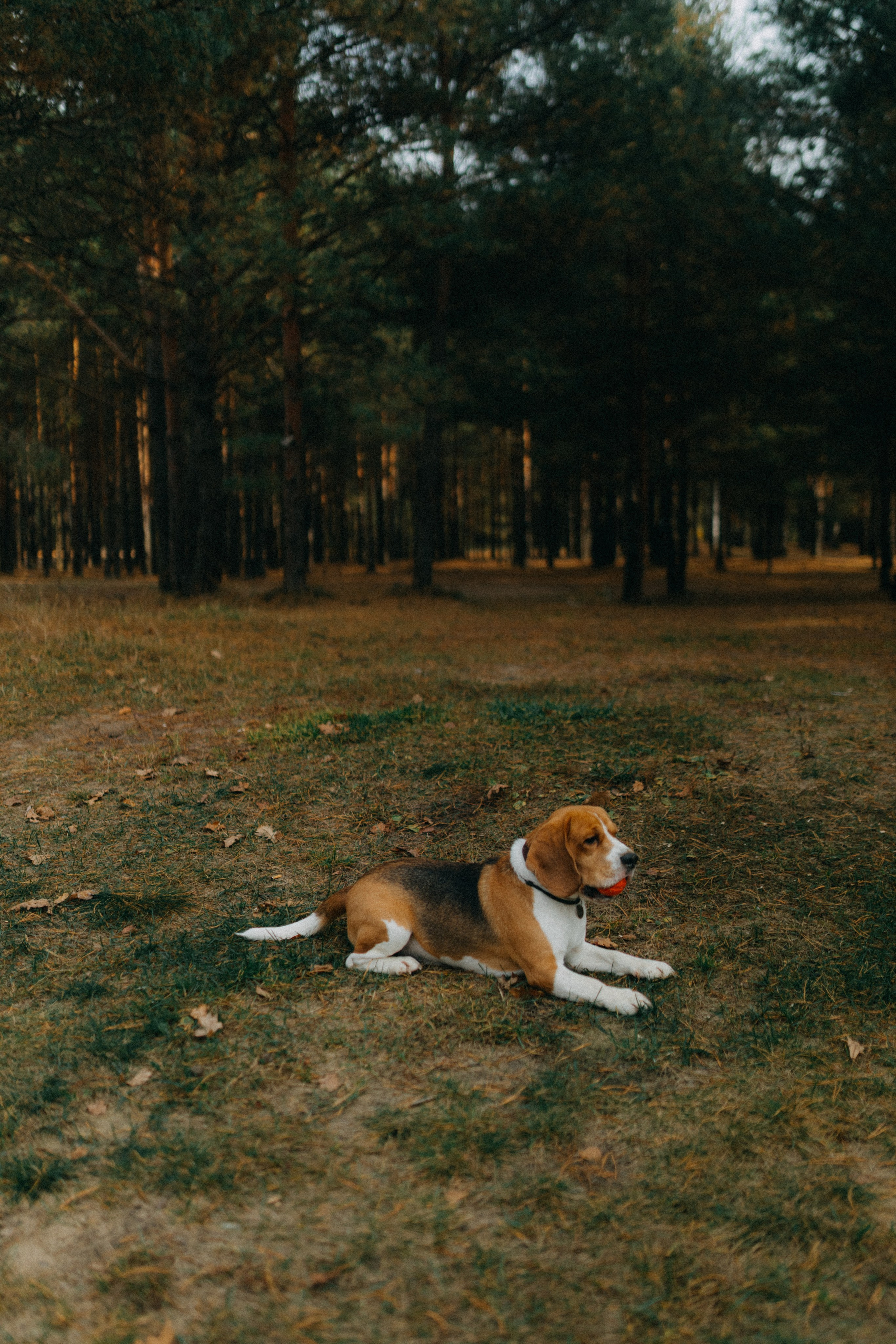 Ксюша & Федя. Прогулка с Лайдом. Фотограф НОГИНСК, Москва, Анастасия Белая
