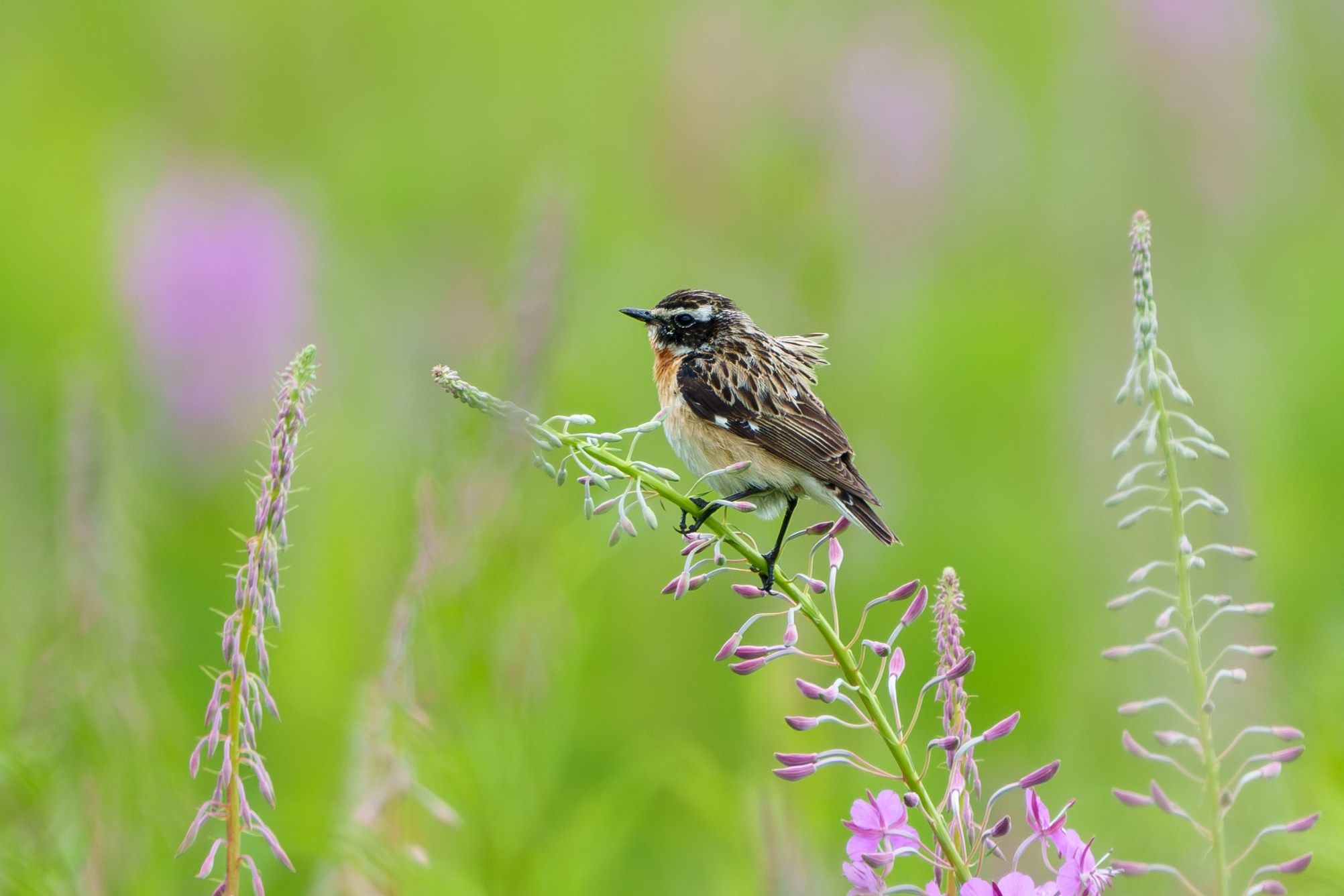 Удивительные мир птиц. Вокруг нас столько прекрасного — присмотритесь!. Ваш личный фотограф Марина Волкова