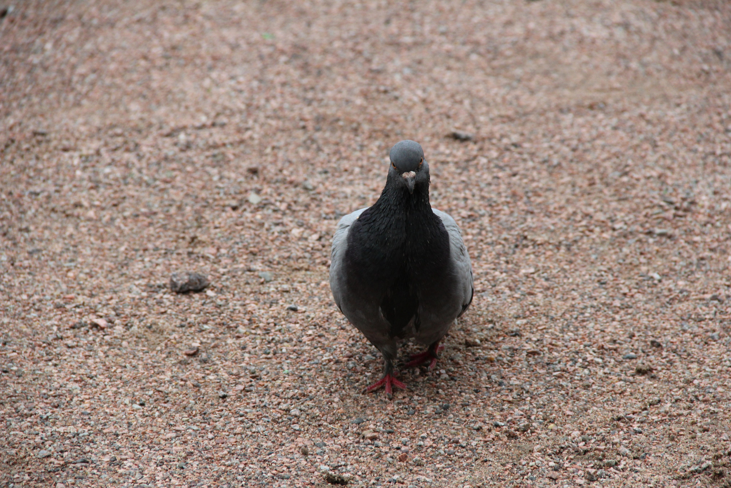 Природа. Животные. Фотограф в Санкт-Петербурге Александр Костюнин