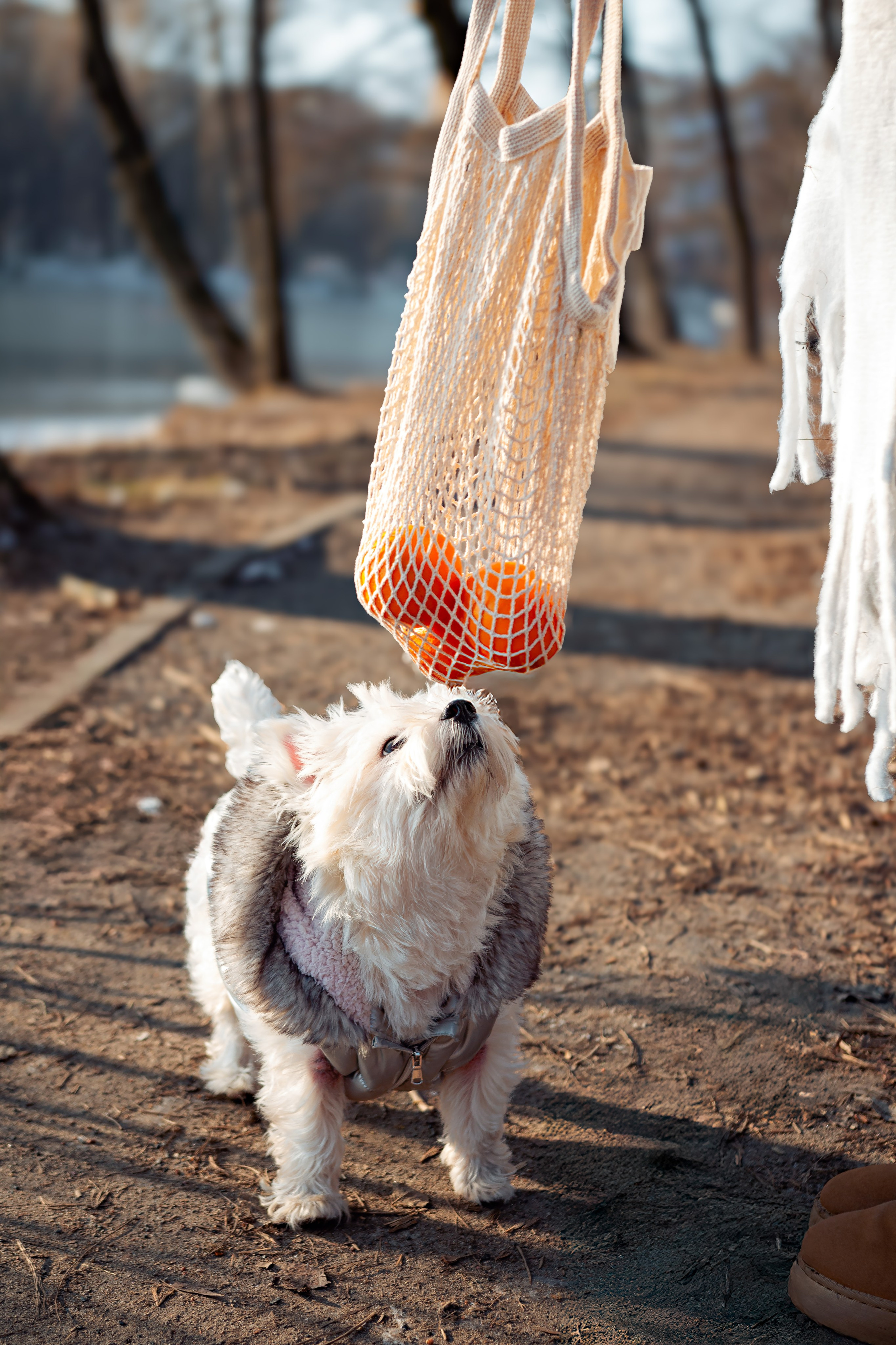 Фотосессия с собакой в парке зимой  Минск