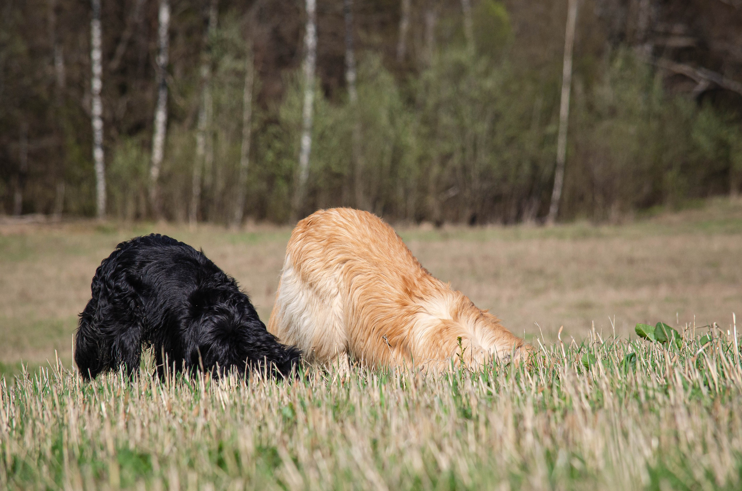 Собачковое. Фотограф Светлана Блинова, Москва и Московская область