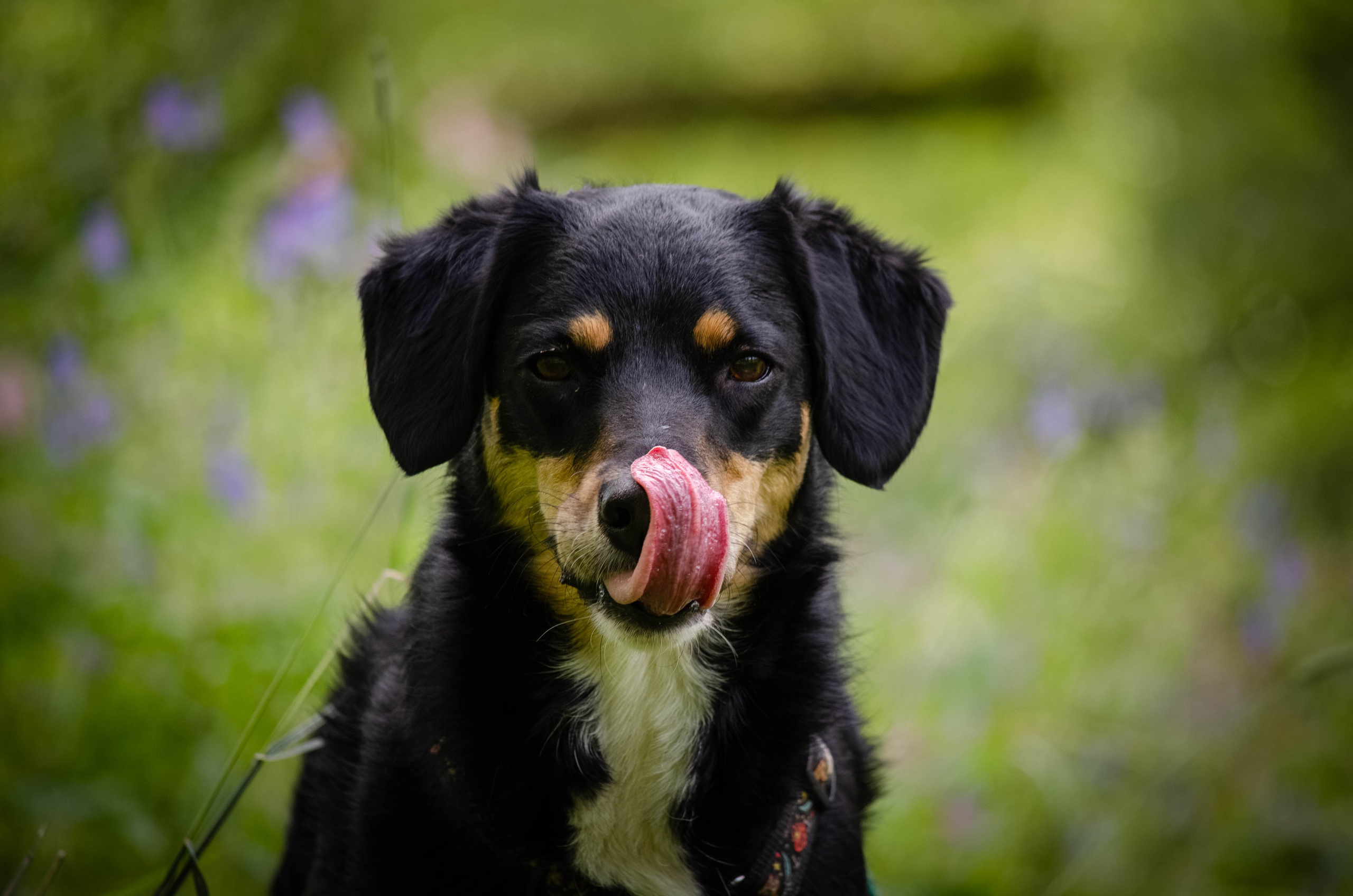 Том и Тося. Фотограф Светлана Блинова, Москва и Московская область