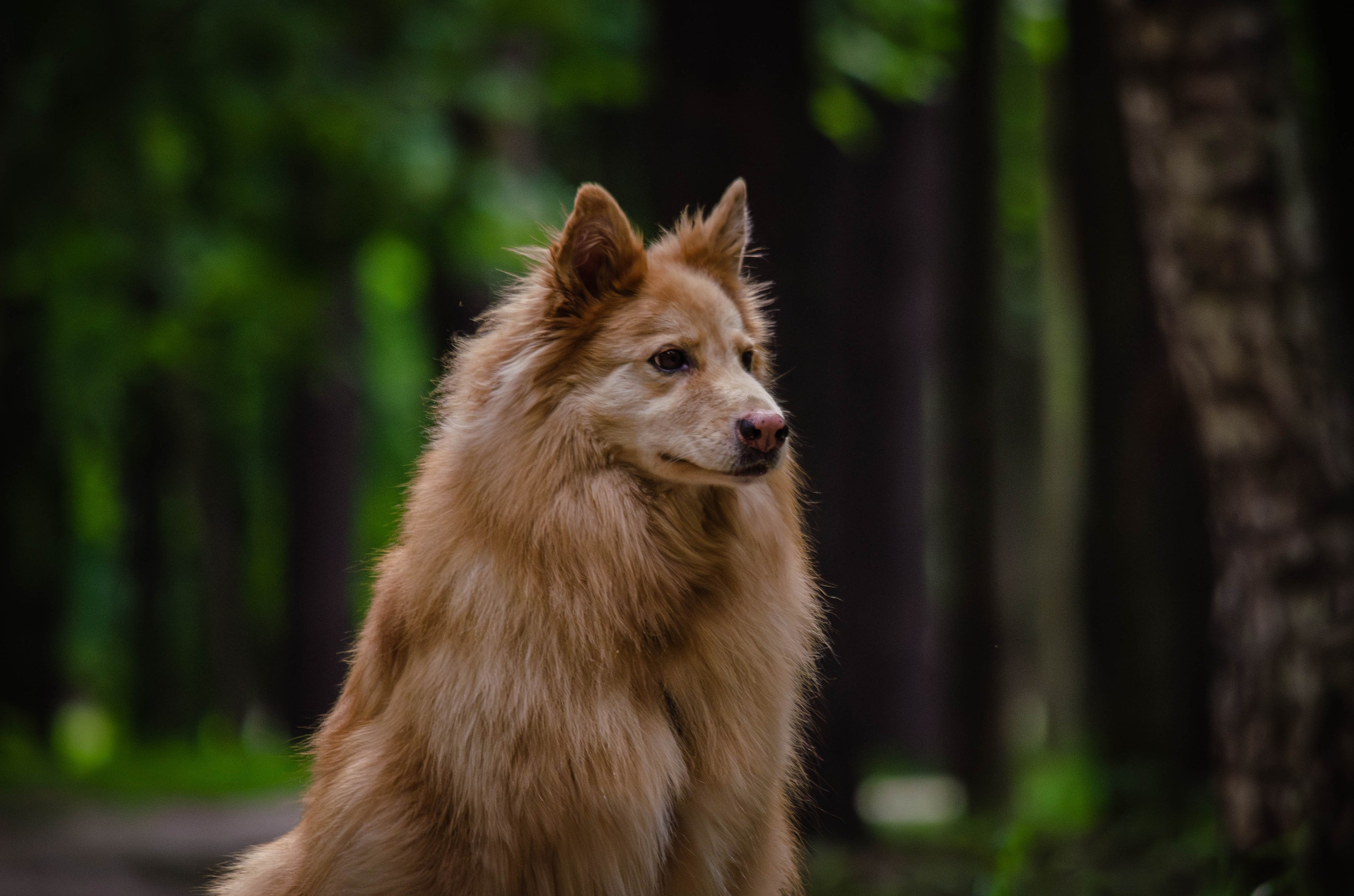Мира и Чиж. Фотограф Светлана Блинова, Москва и Московская область