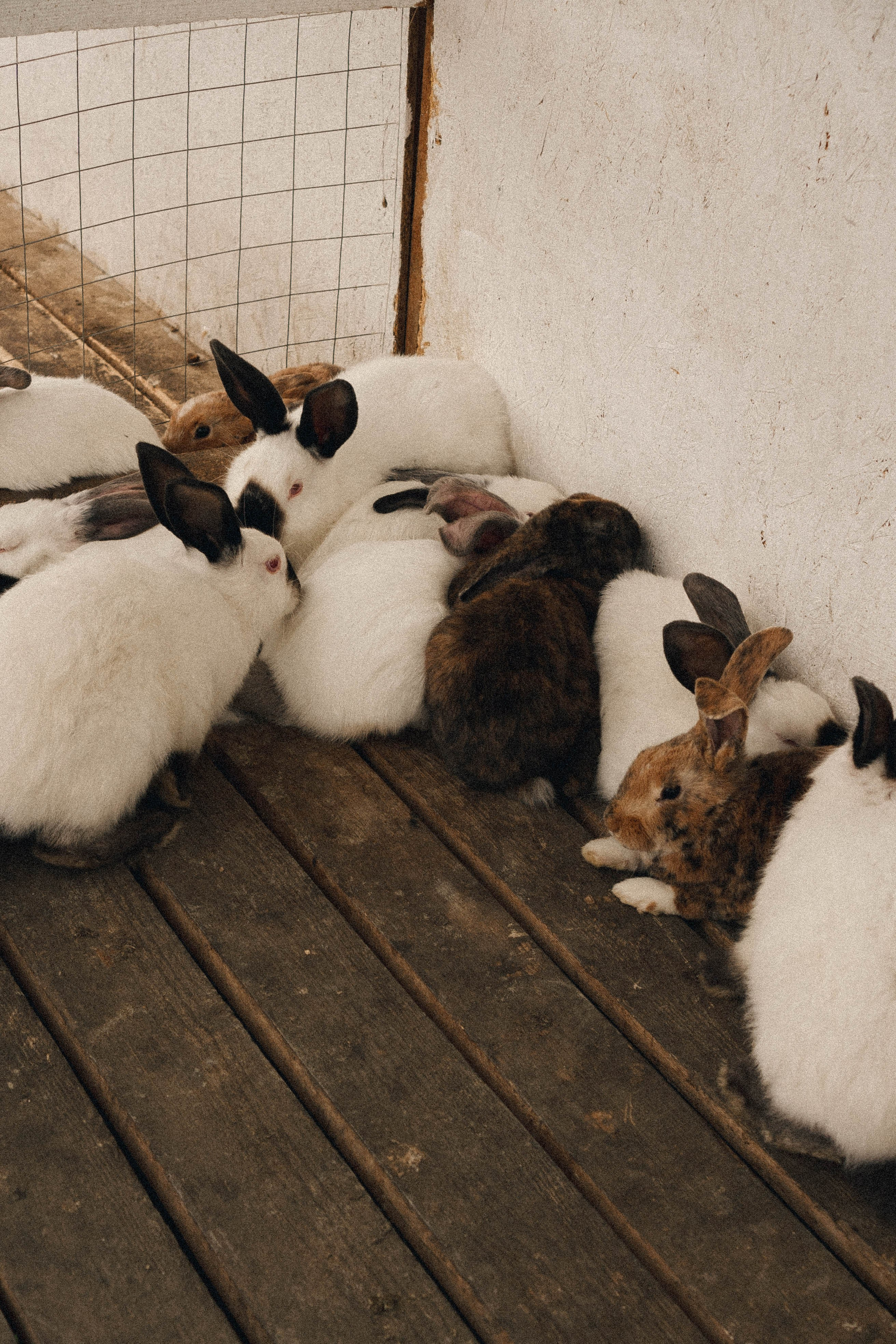 Ферма Альпак. Профессиональный фотограф, Санкт-Петербург — Виктория Богомолова