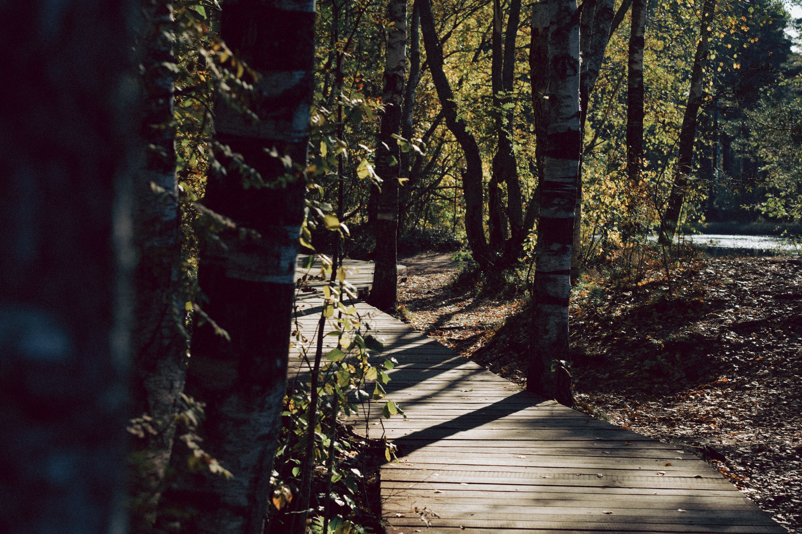 Осеняя прогулка. Профессиональный фотограф, Санкт-Петербург — Виктория Богомолова