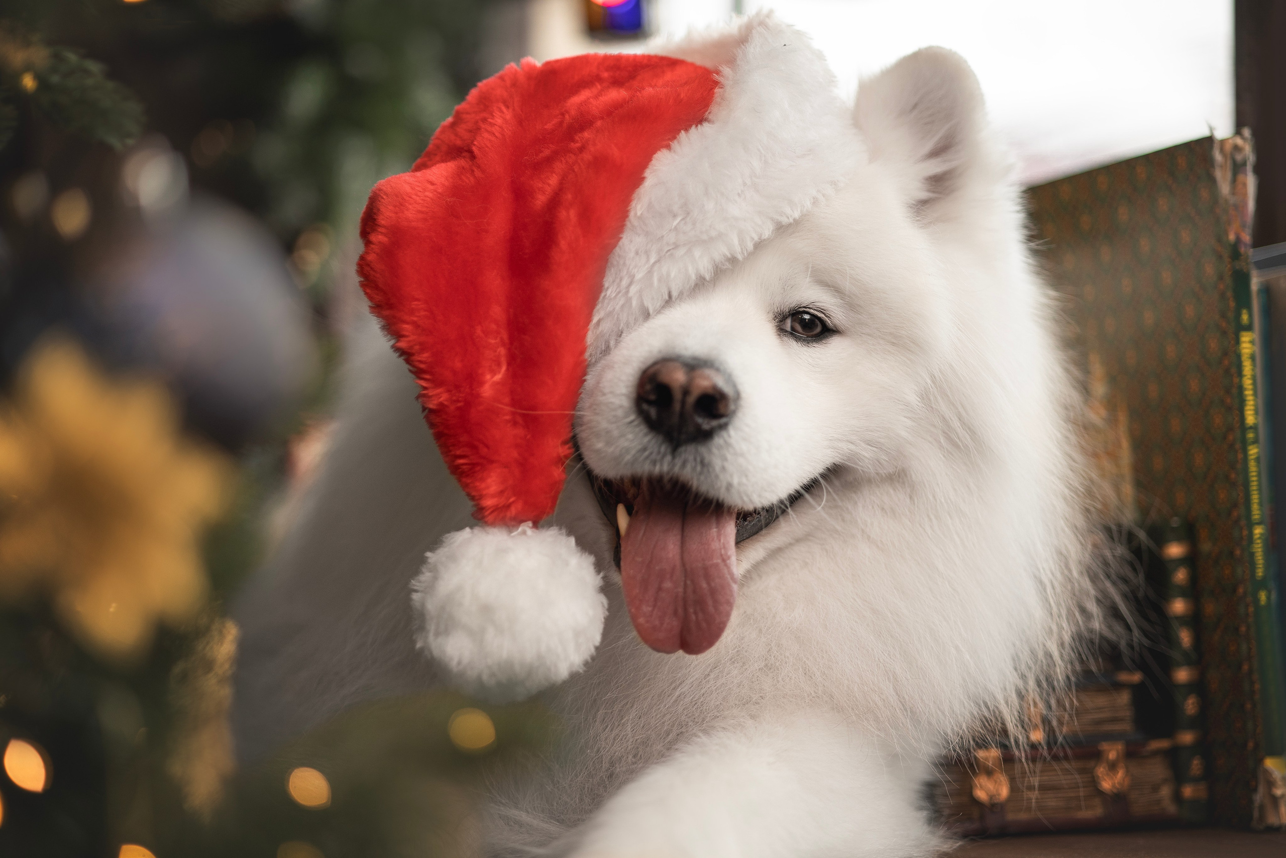 Пушистые самоедские драконы в студии. Фотограф анималист в Москве Майорова Евгения