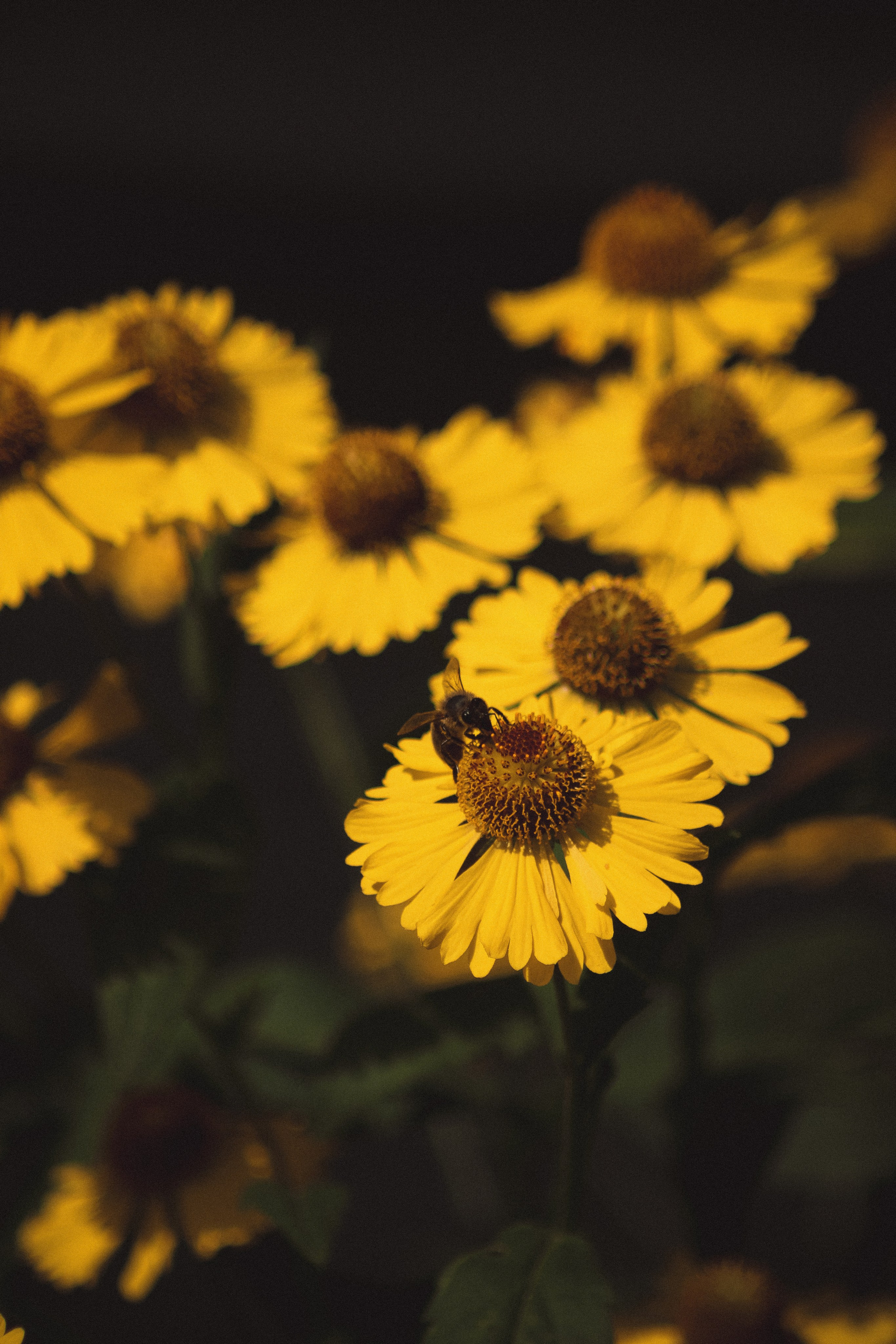 Р А С Т Е Н И Я. — Digital Noise —