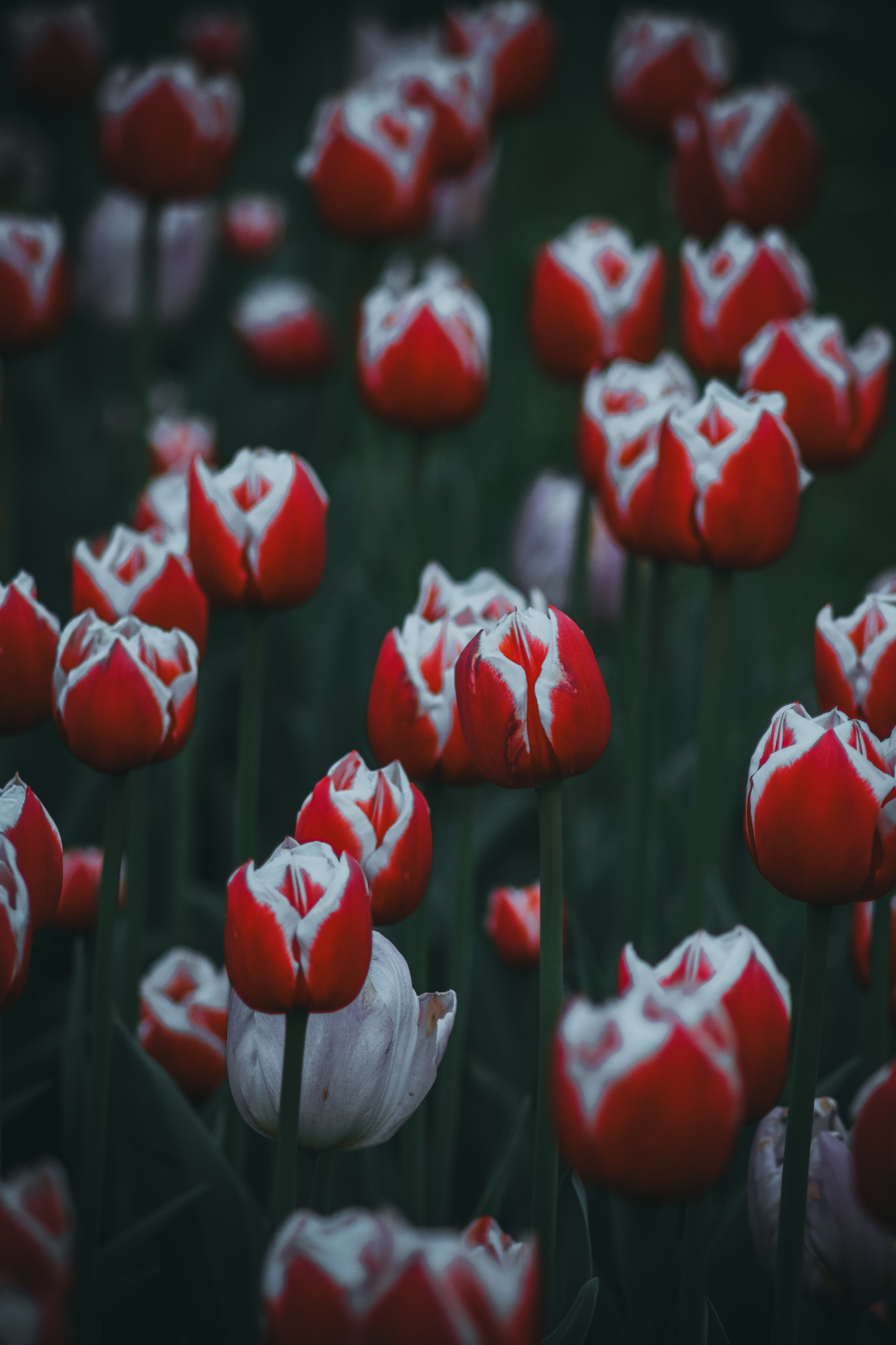 Р А С Т Е Н И Я. — Digital Noise —