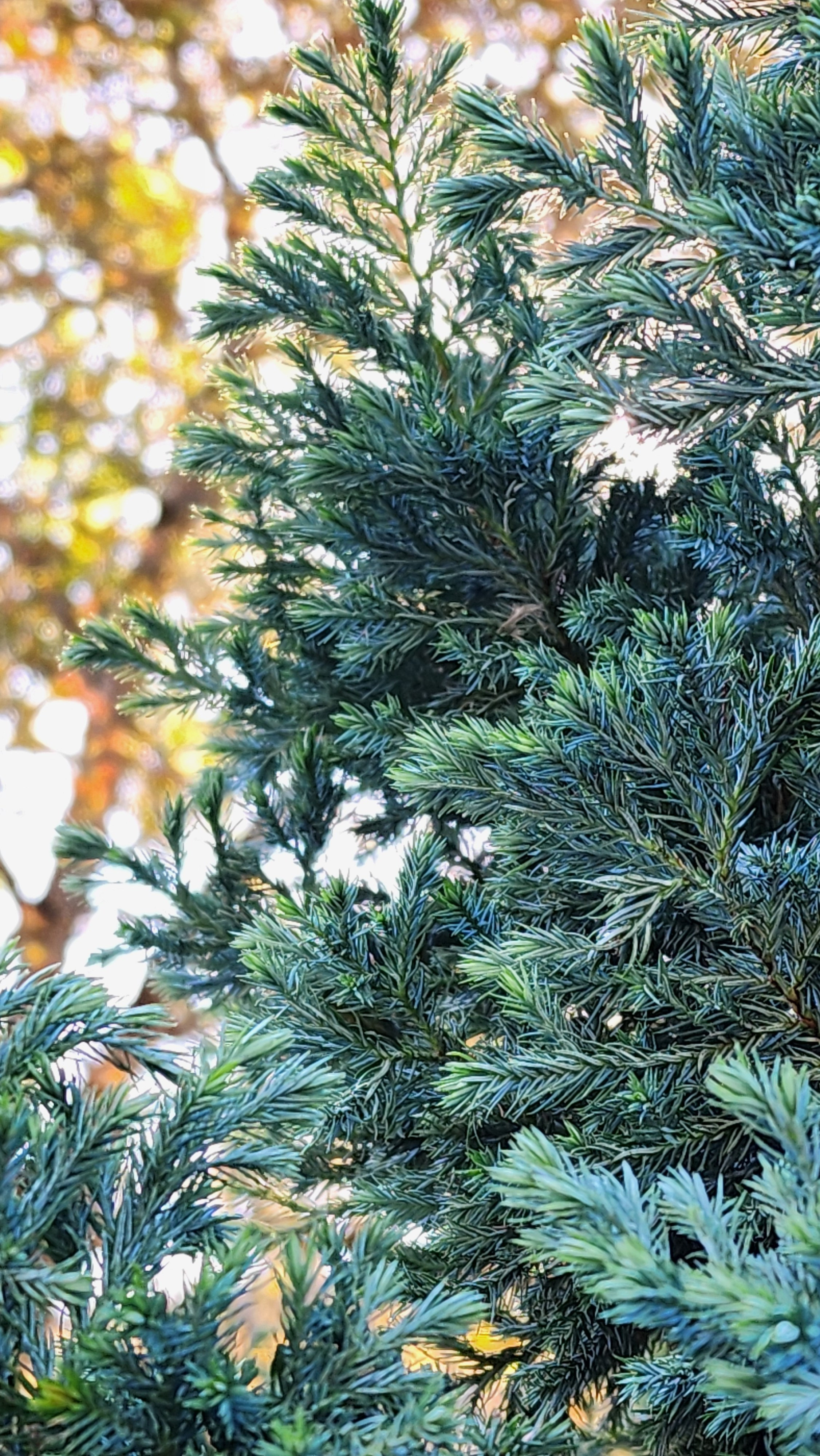 Горячий Ключ (2024-09-22). Собор Отрасли