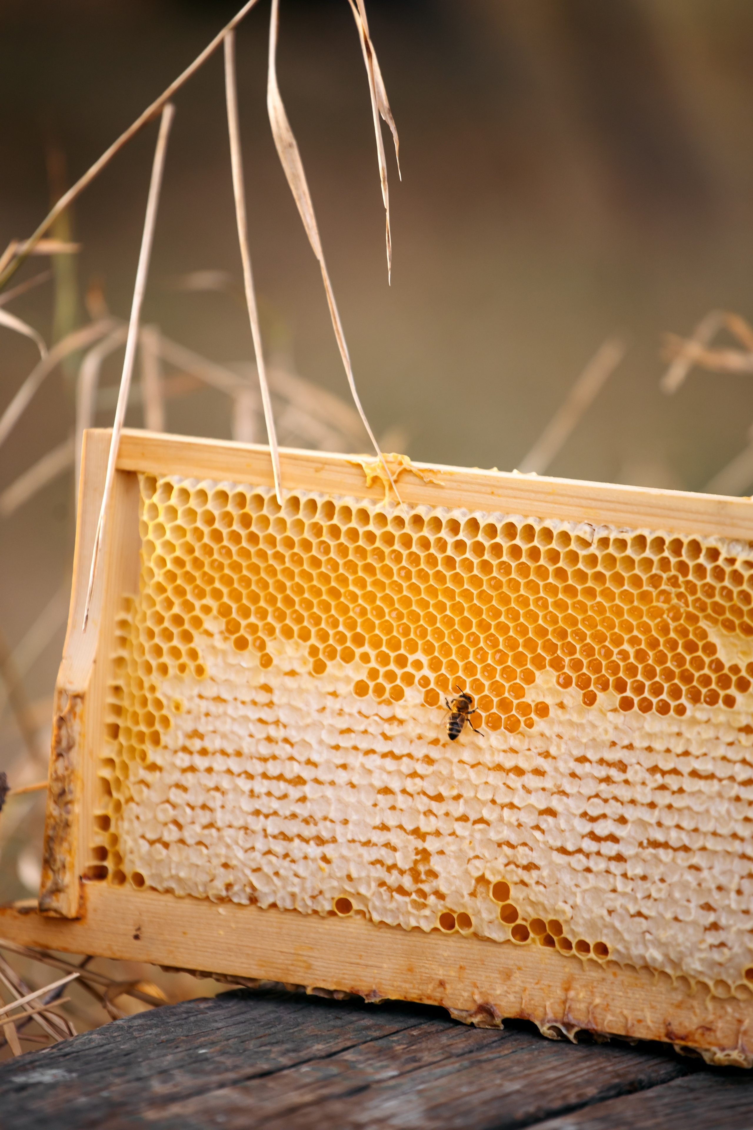 Контент фотосессия для частной пасеки. Свадебный и семейный фотограф в Краснодарском крае Мария Данилкина