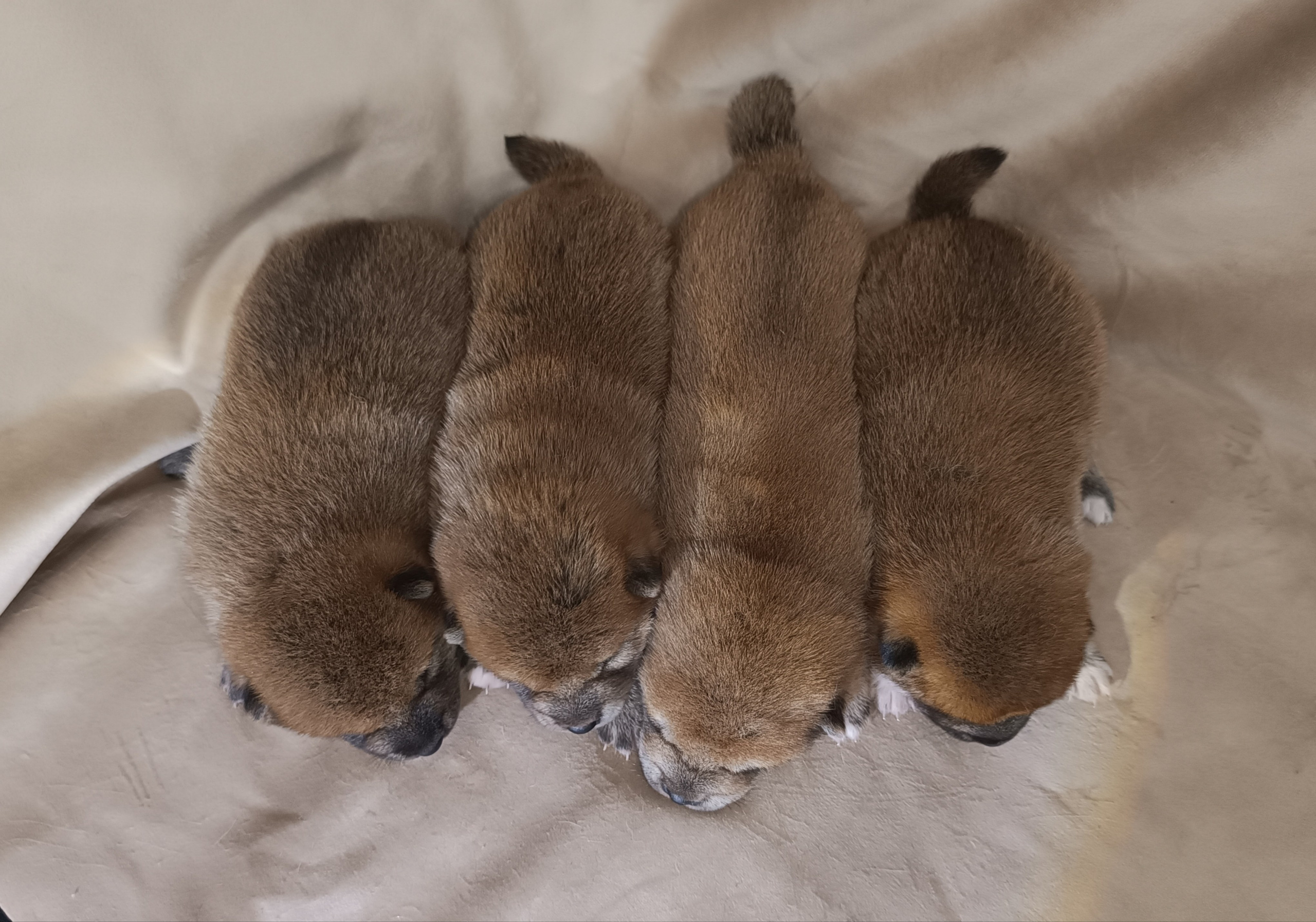 сиба питомник Рубилайт щенки на продажу rubylight  сиба щенки купить СПб Санкт-Петербург 