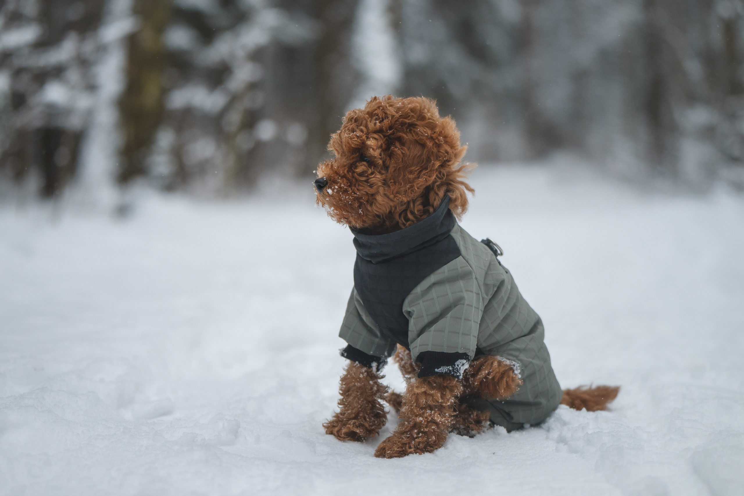 Щенок пуделя. Фотограф Анималист в Москве Анастасия Жучкова