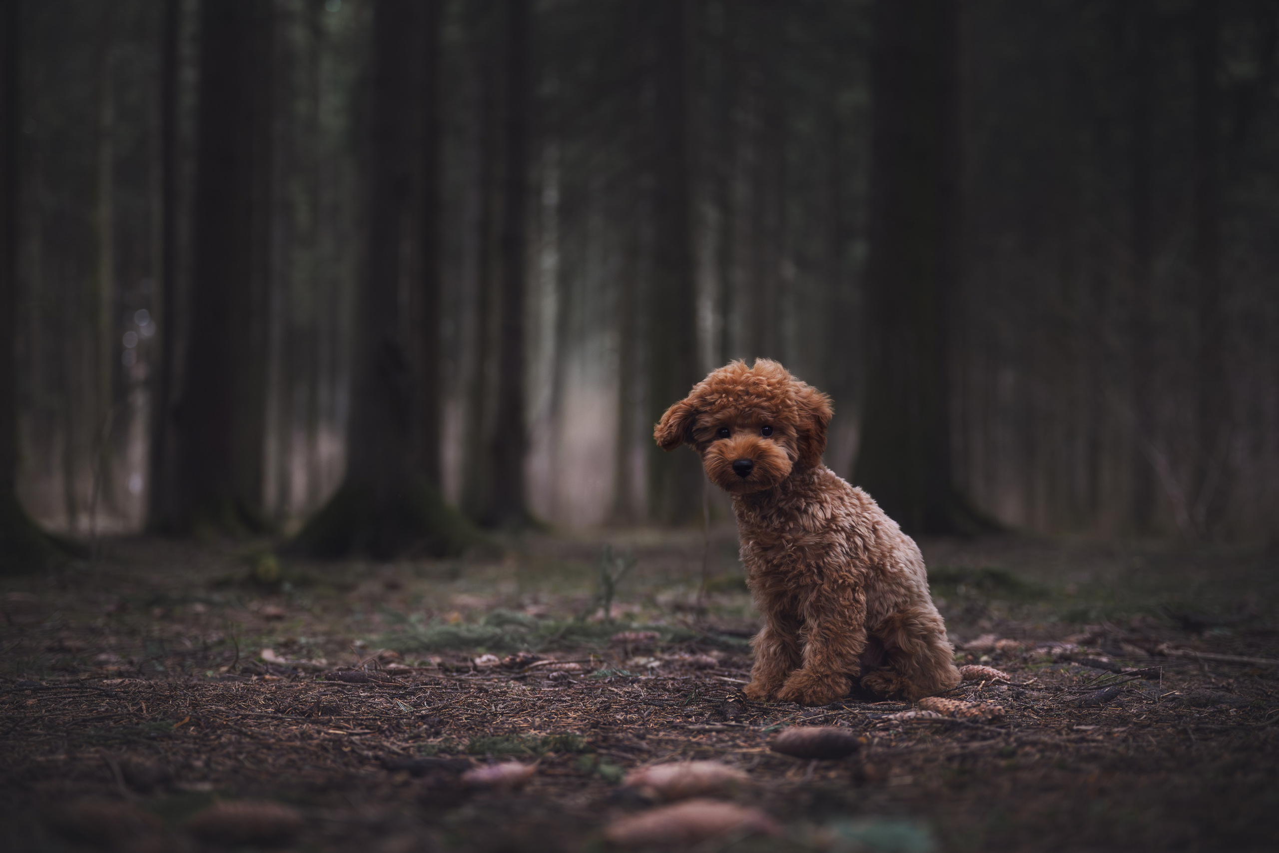 Пудель в лесу. Фотограф Анималист в Москве Анастасия Жучкова