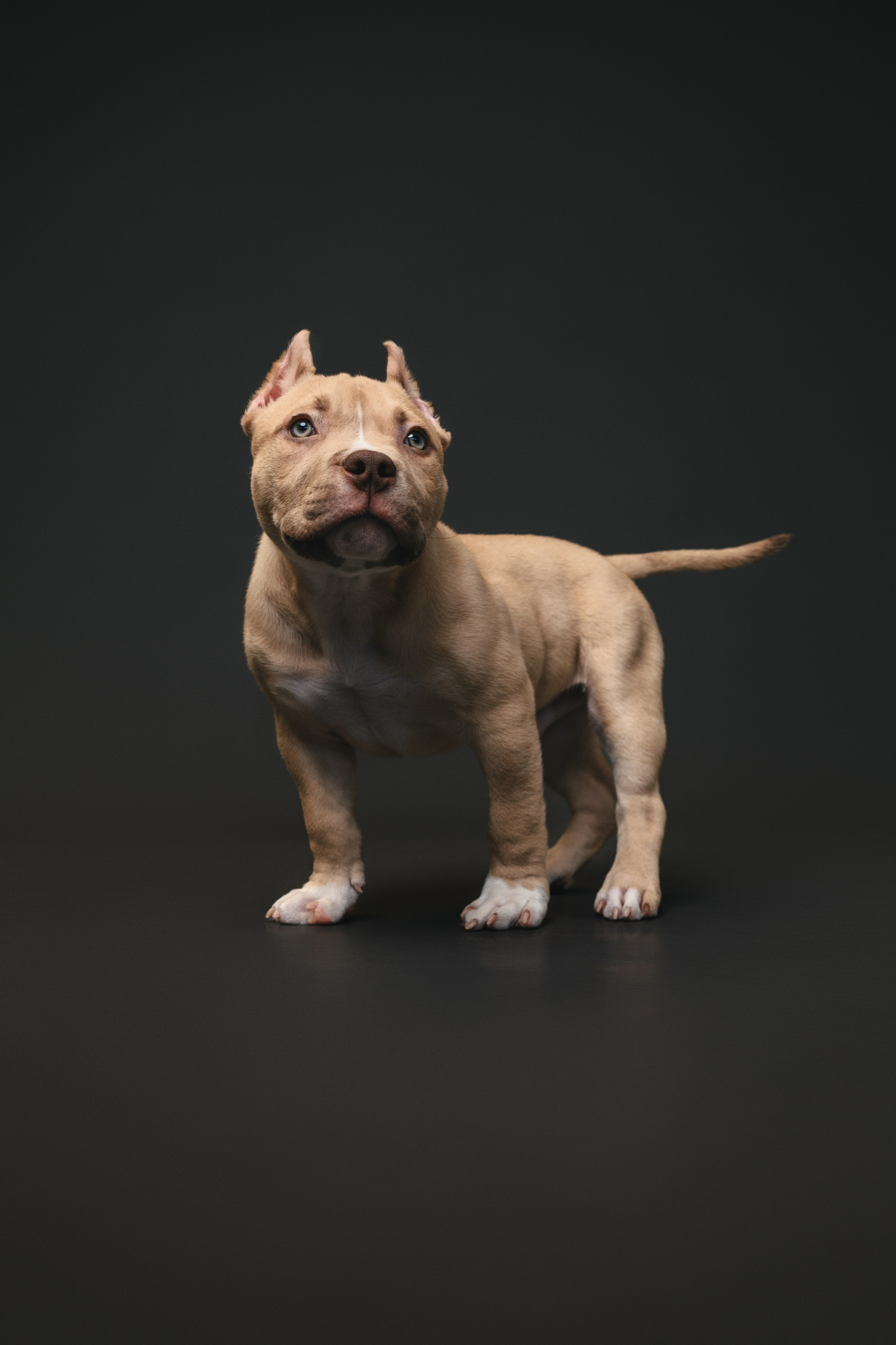 Булли. Фотограф Анималист в Москве Анастасия Жучкова