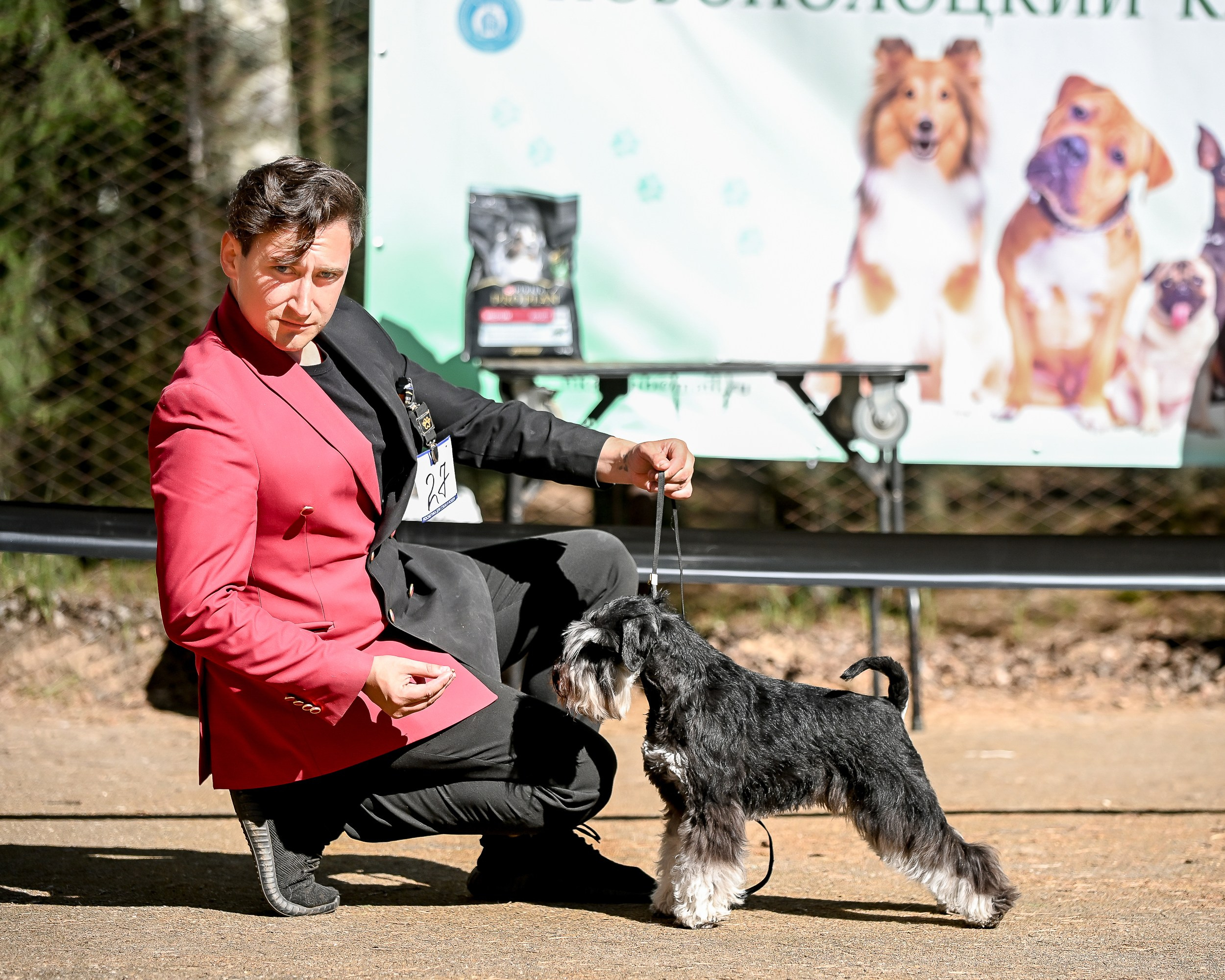 Харли/ Delinso Balance Ultima Gail. Питомник цвергшнауцеров в Беларуси «Делинсо Бэлэнс»