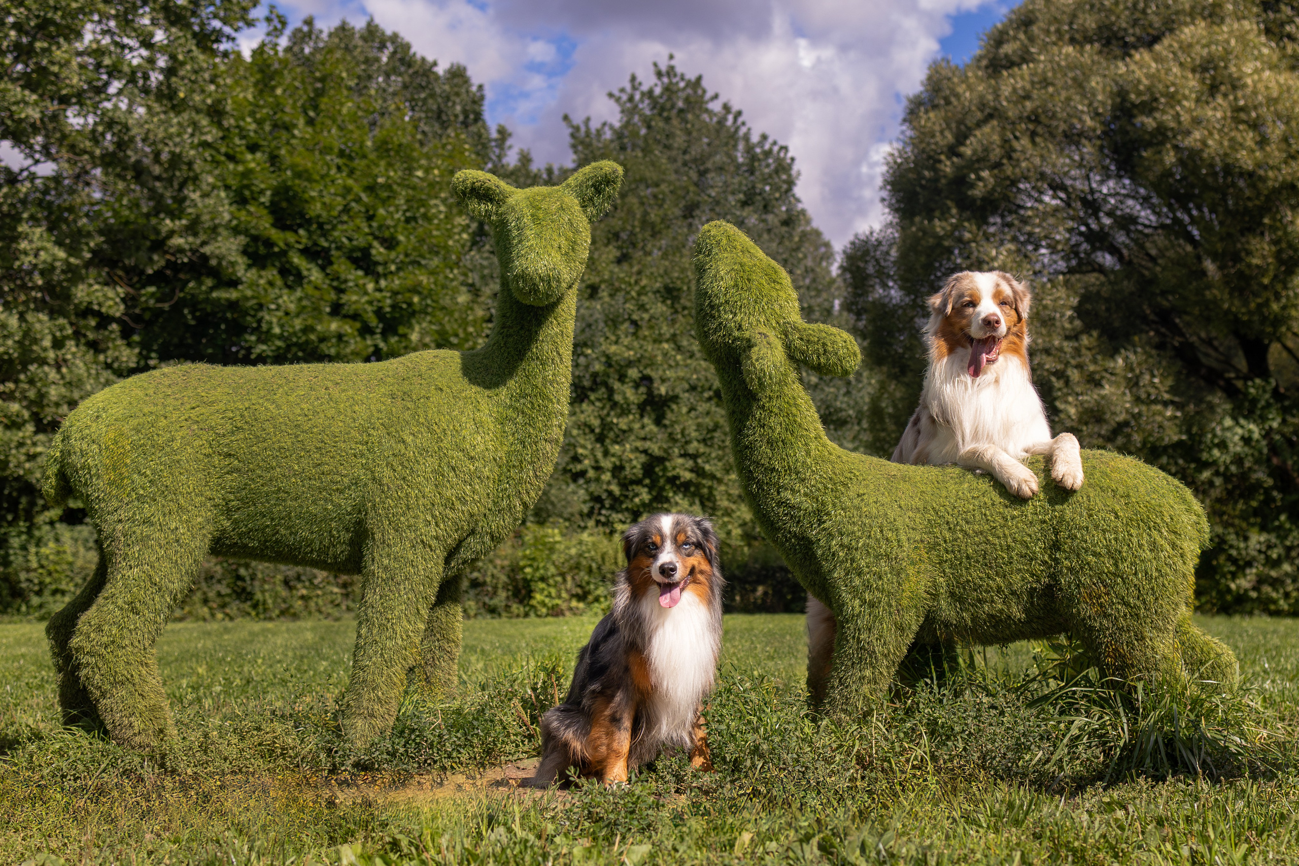 Макс и Сезам. Виктория Михайловская. Фотограф-анималист. Москва