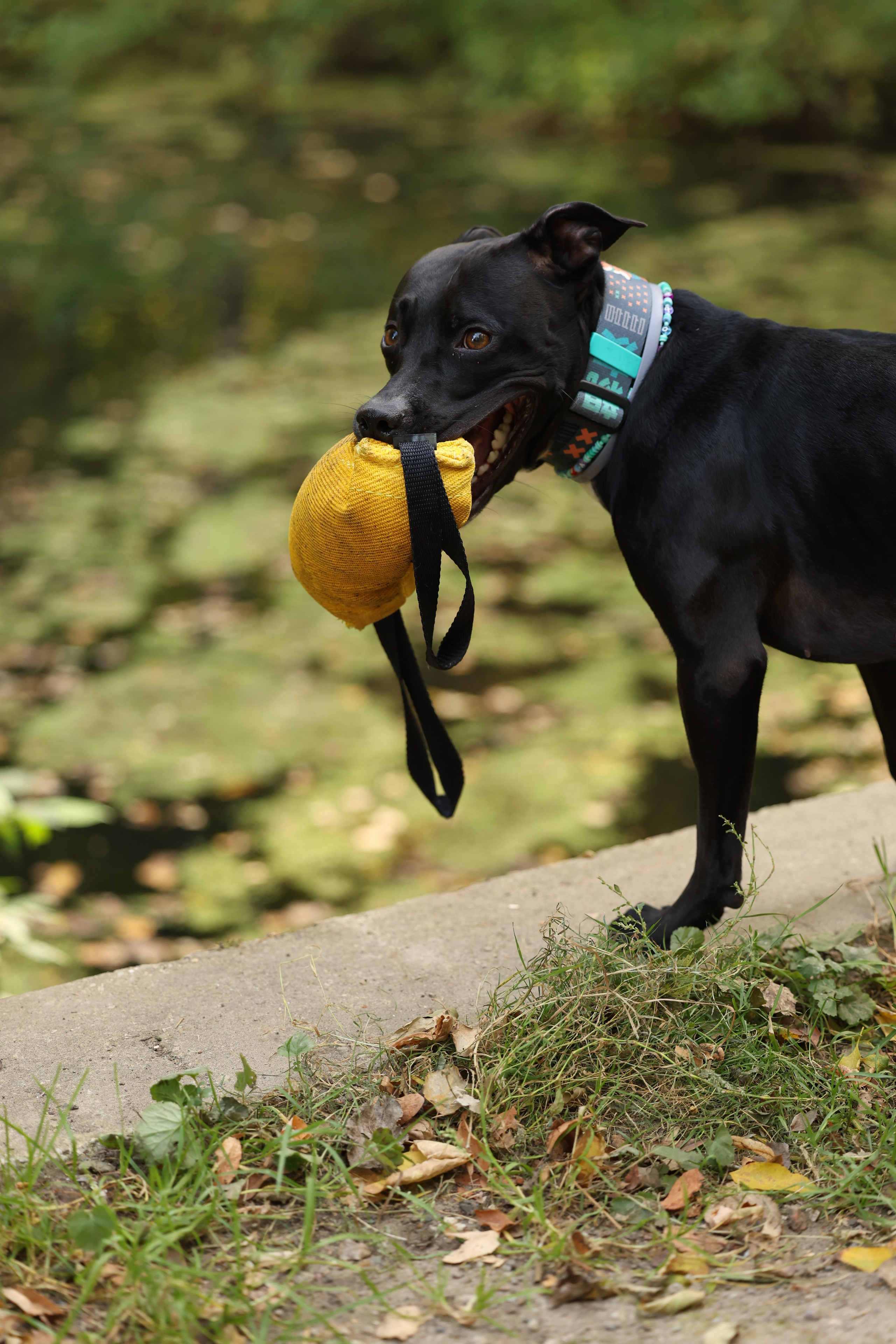 Алена и Бора. Виктория Михайловская. Фотограф-анималист. Москва