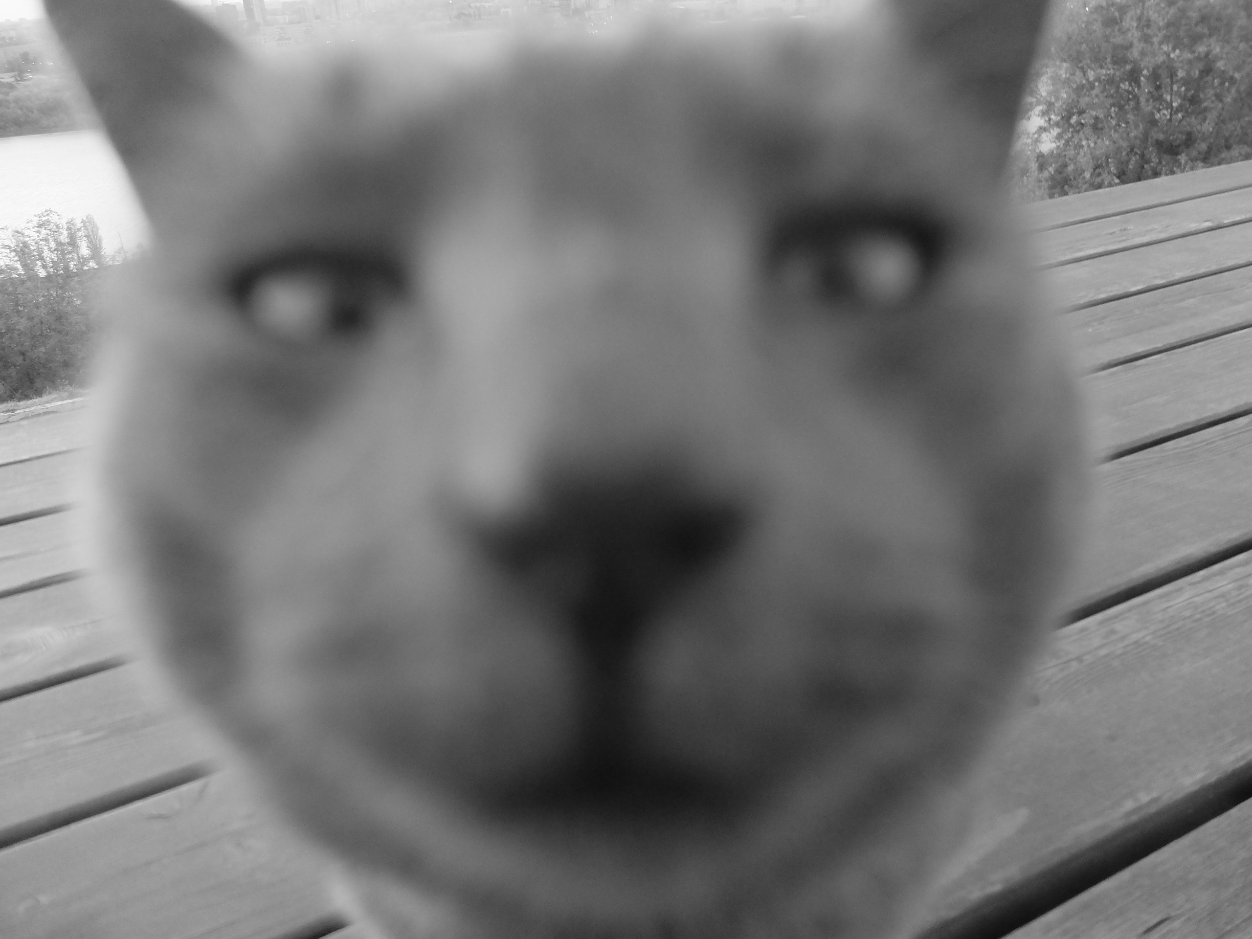 Нижний Новгород. Фотографъ Сергѣевъ. Поймать мгновеніе