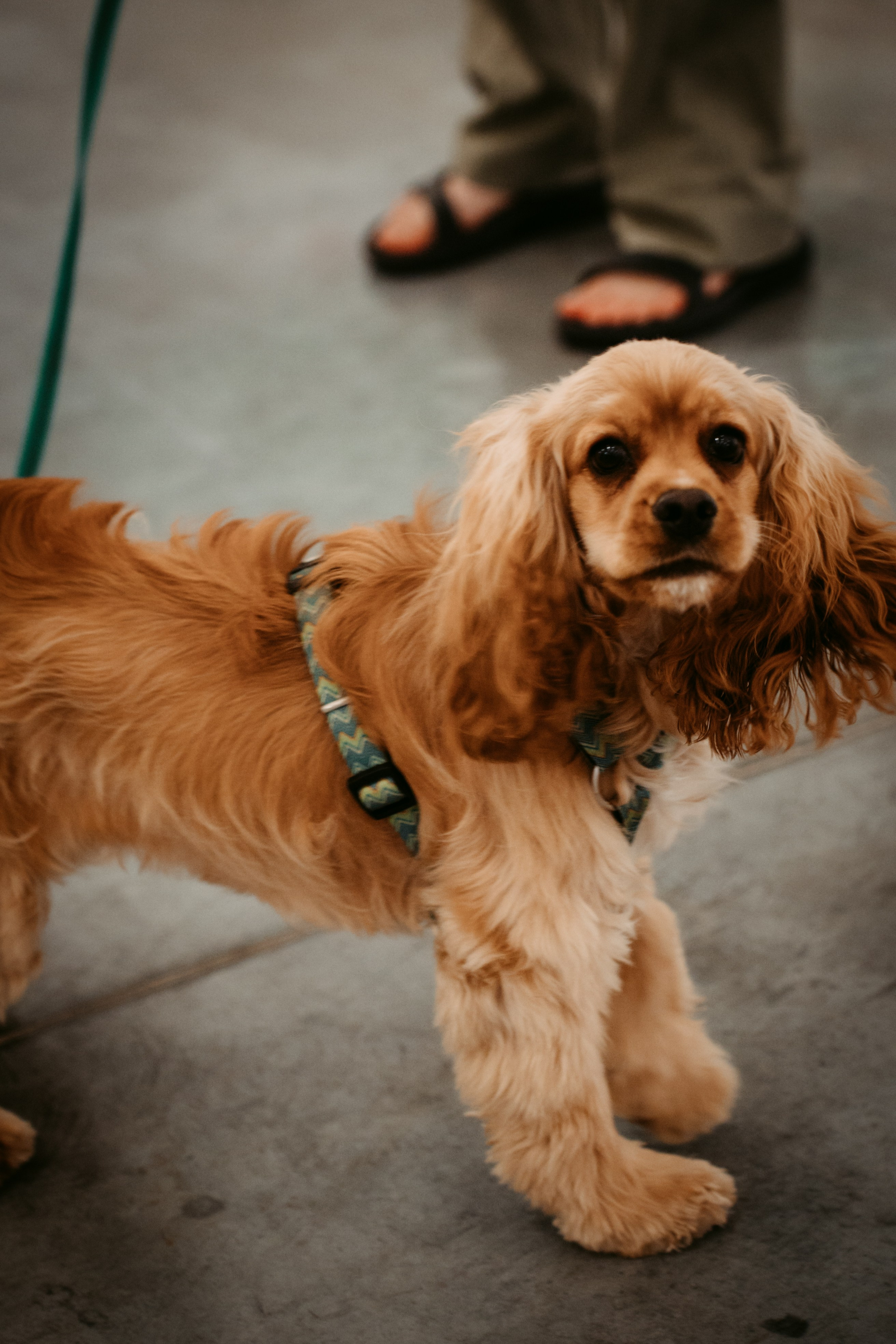 Гитарник. Главная