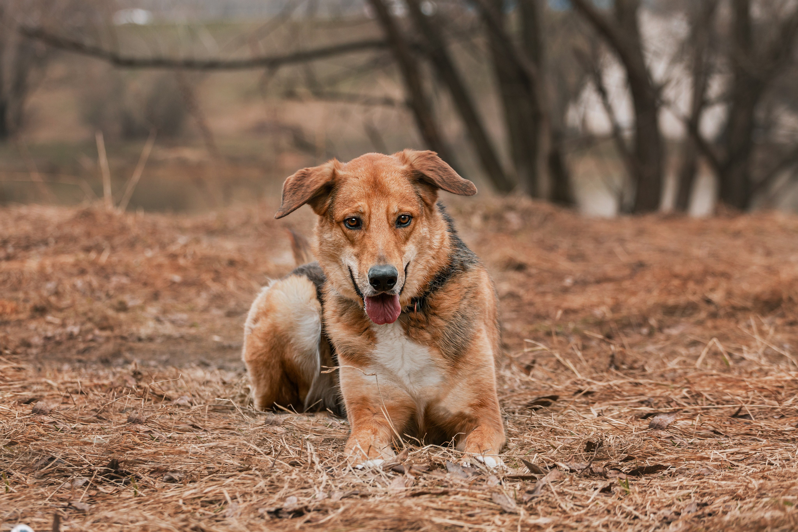 Трэвис и Валли 2024. Фотограф-анималист Татьяна Степанова