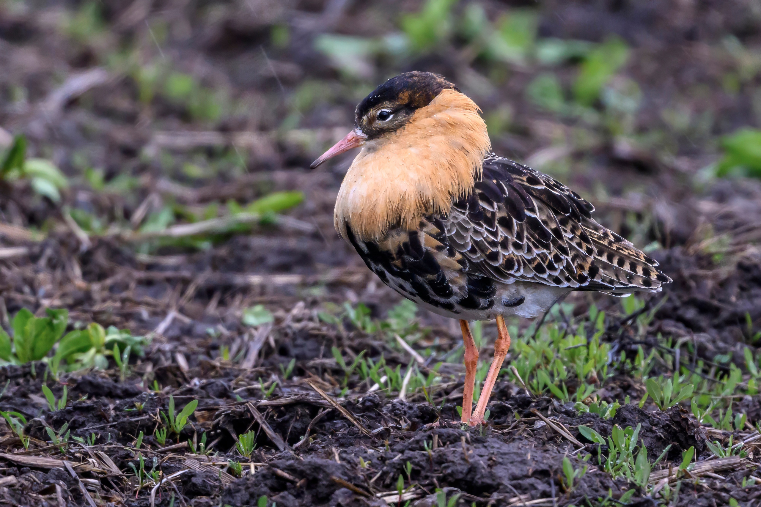 Дождь. Wildlife photography by Sergey Puponin