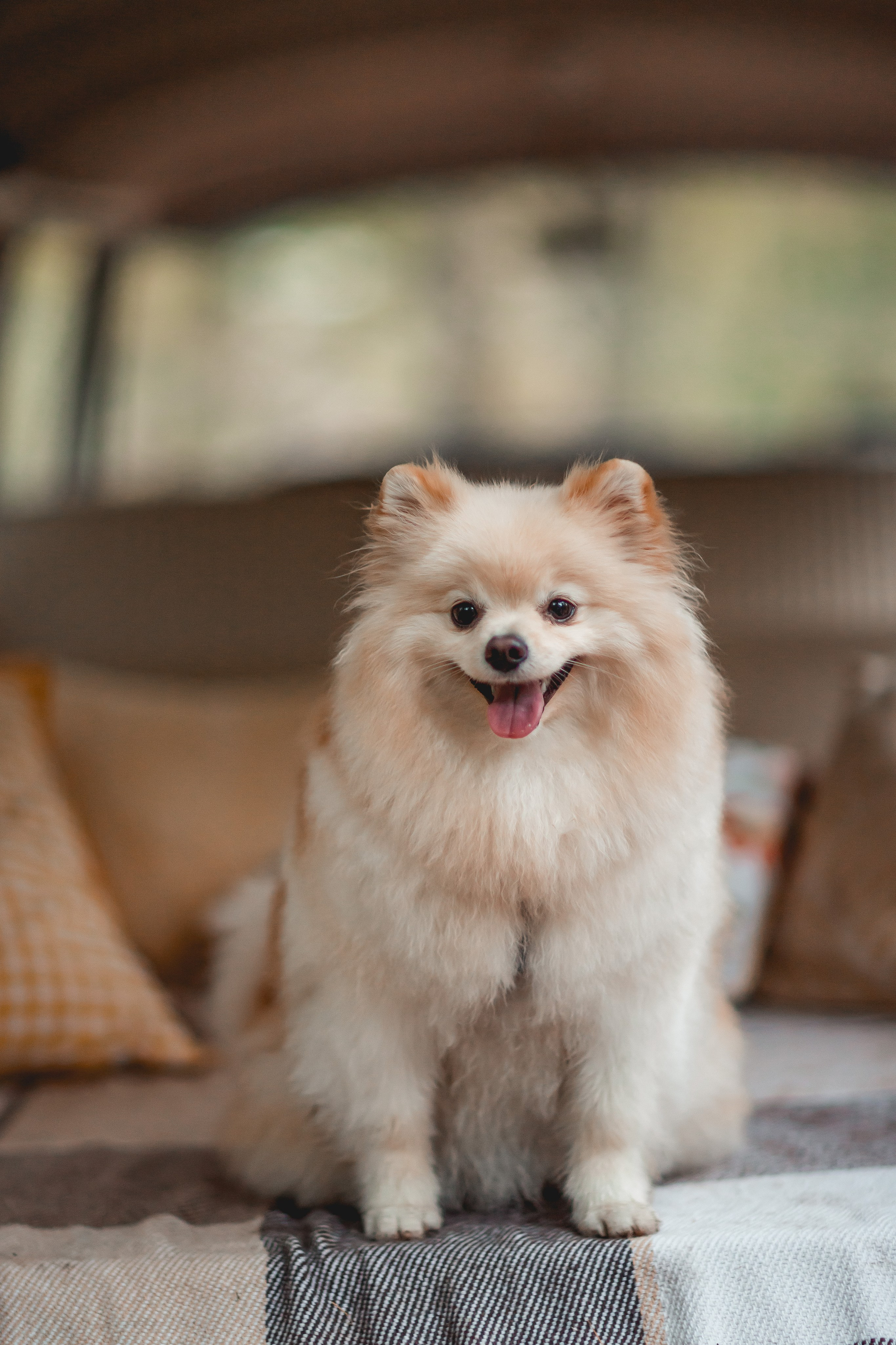 Ксения и Юки. Семейный фотограф анималист Мария Крючкова