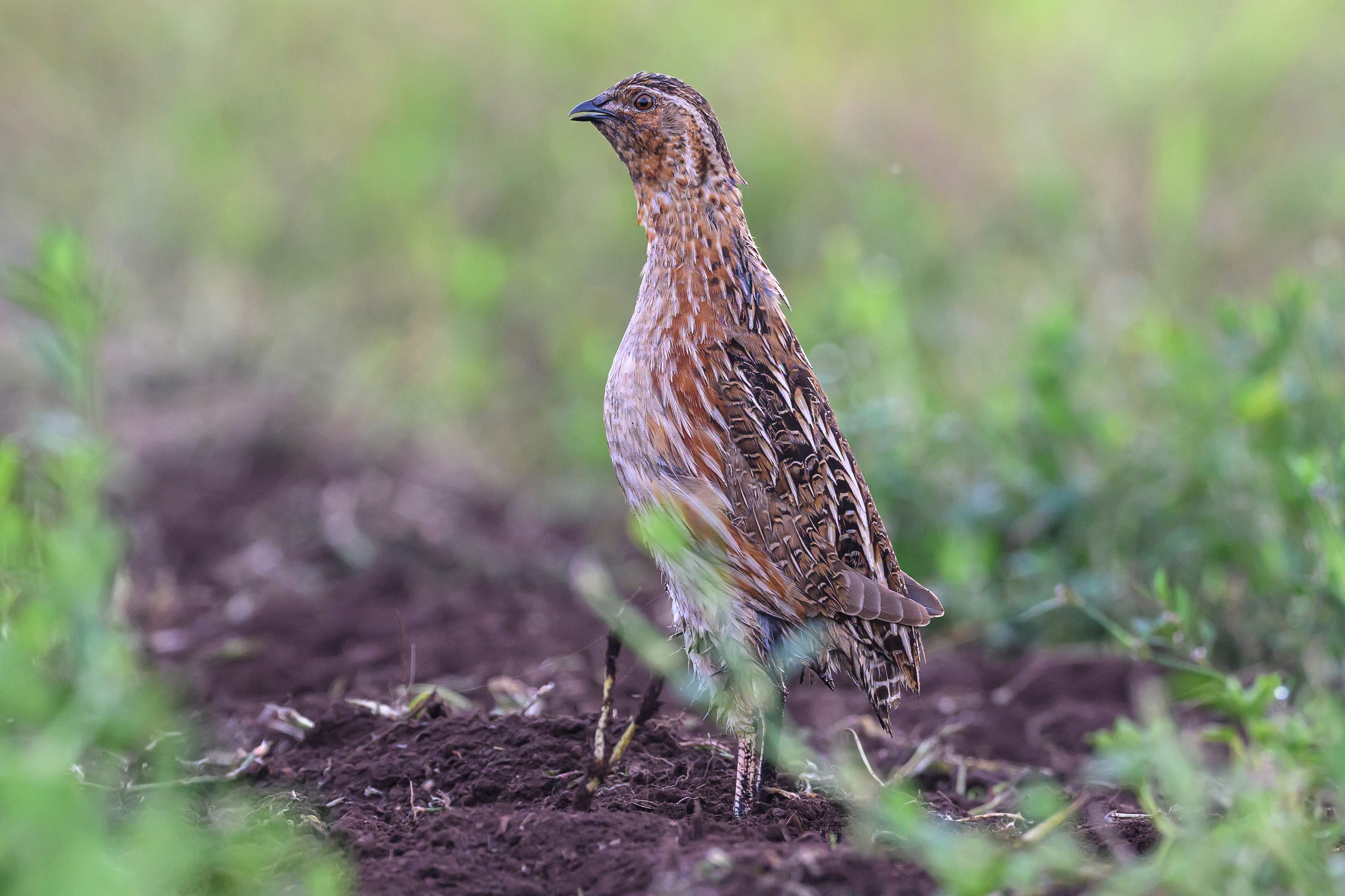 Перепел. Wildlife photography by Sergey Puponin