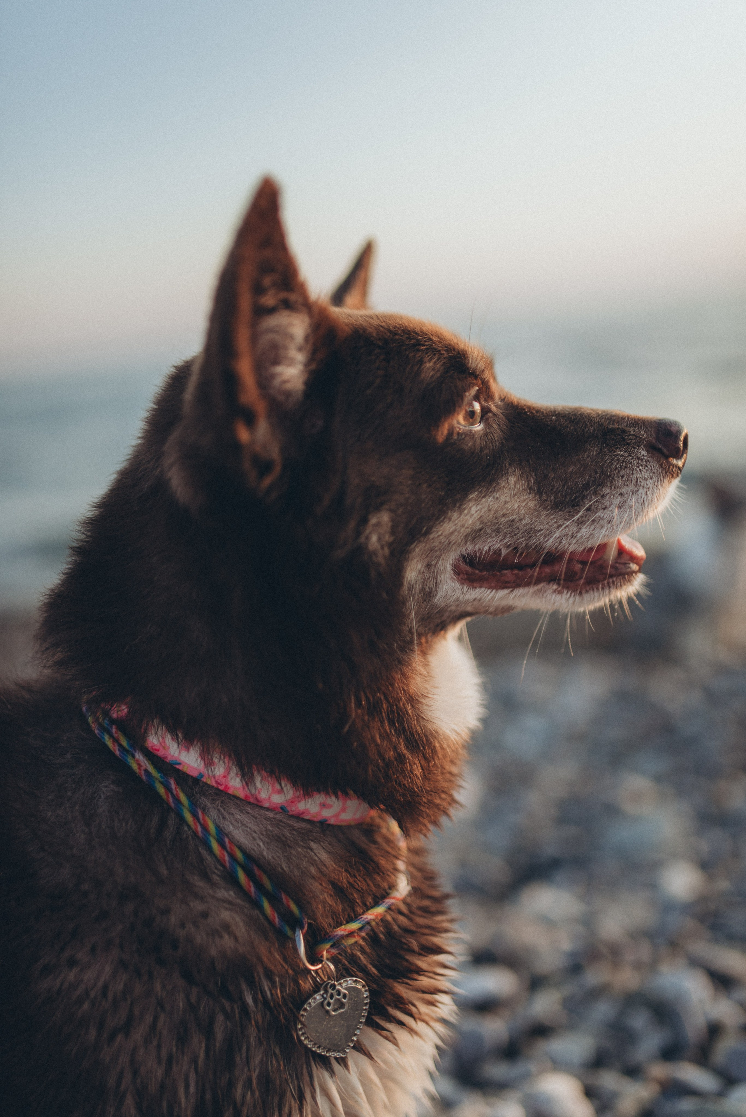 🐕 Катя и Дима 🐕. Фотограф в Сочи — Маргарита Поганова