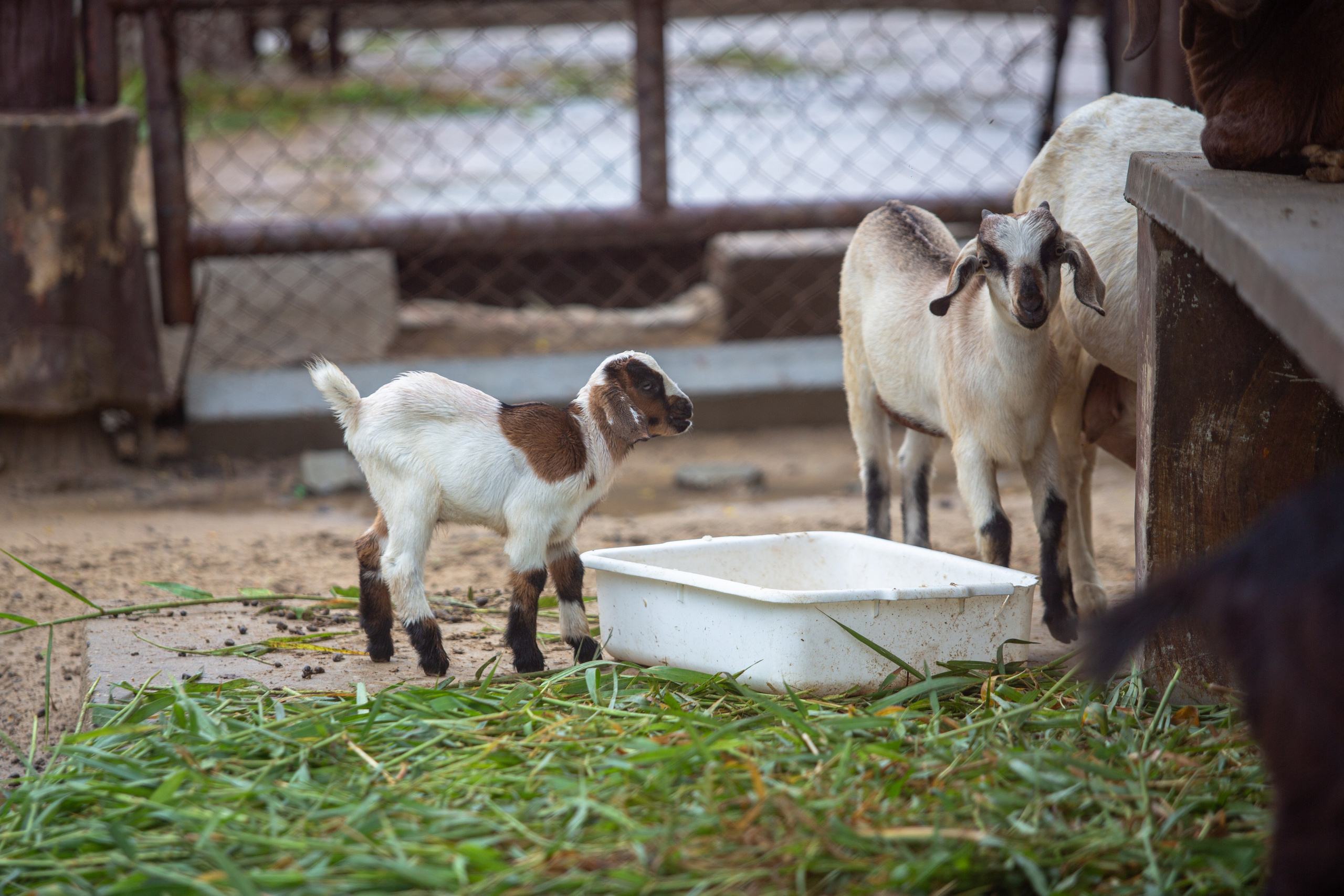 Samut Prakan Crocodile Farm & Zoo. Photographer Sonkina Tatiana (Tanya Ash)