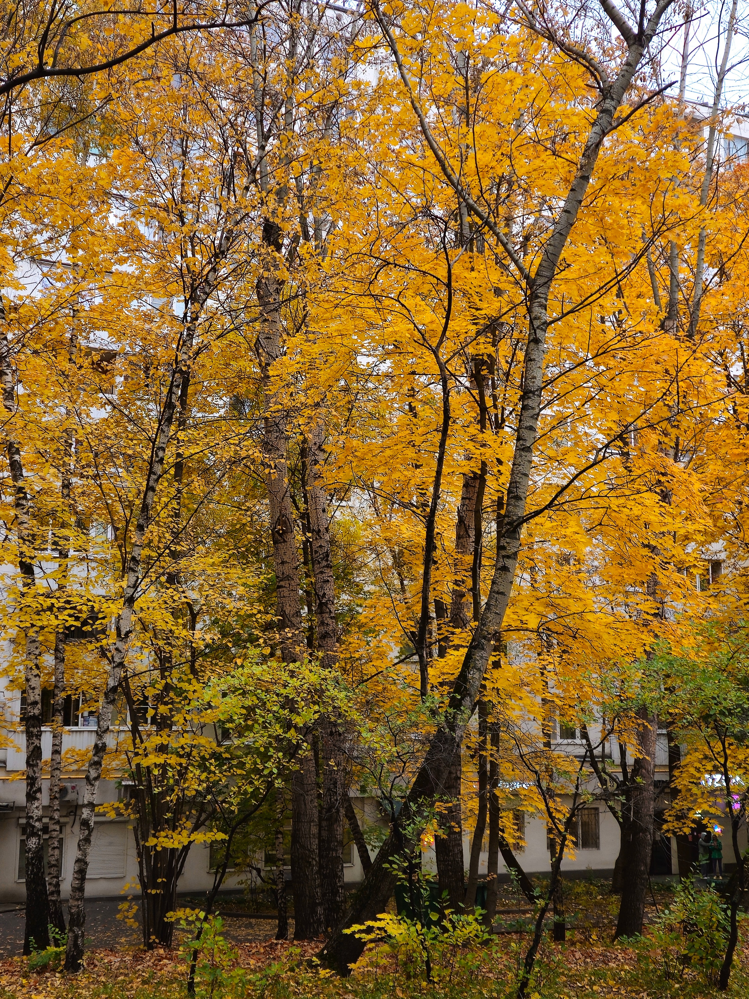 Яркие желтые осенние листья и черные стволы деревьев на фоне светлого фасада жилого дома.