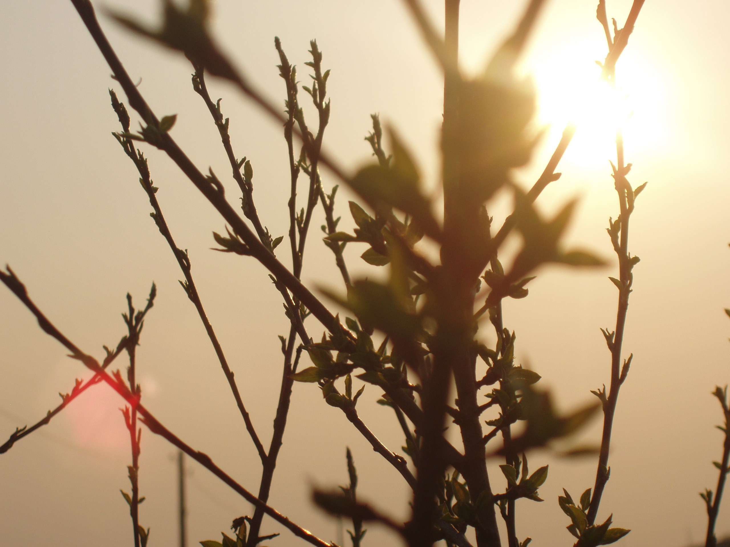 Дача 11.05.2009. Семейный, Свадебный фотограф СПБ Питер— Романова Екатерина
