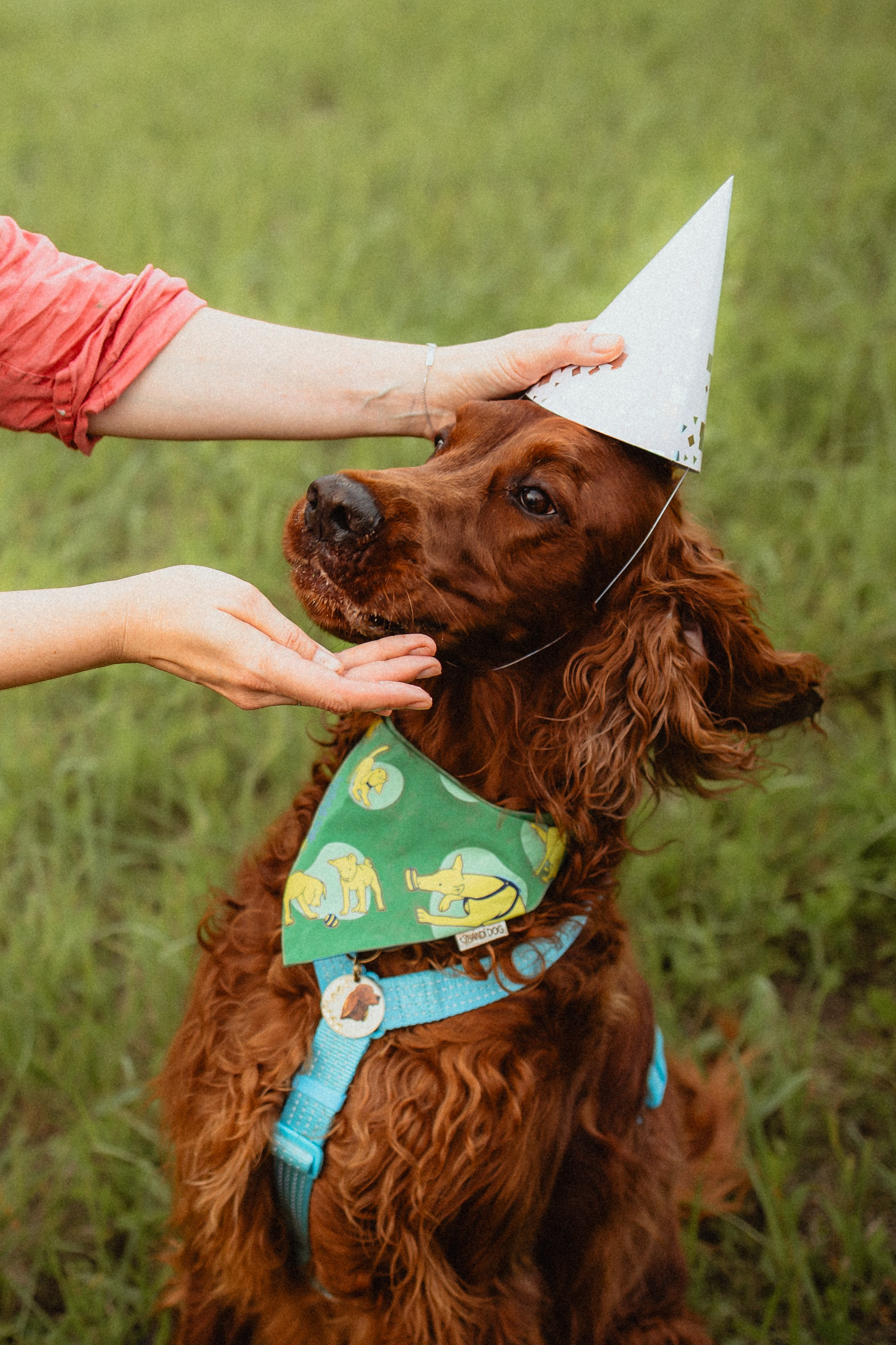 Выездной дог-тренинг от школы «Шерсть имею»