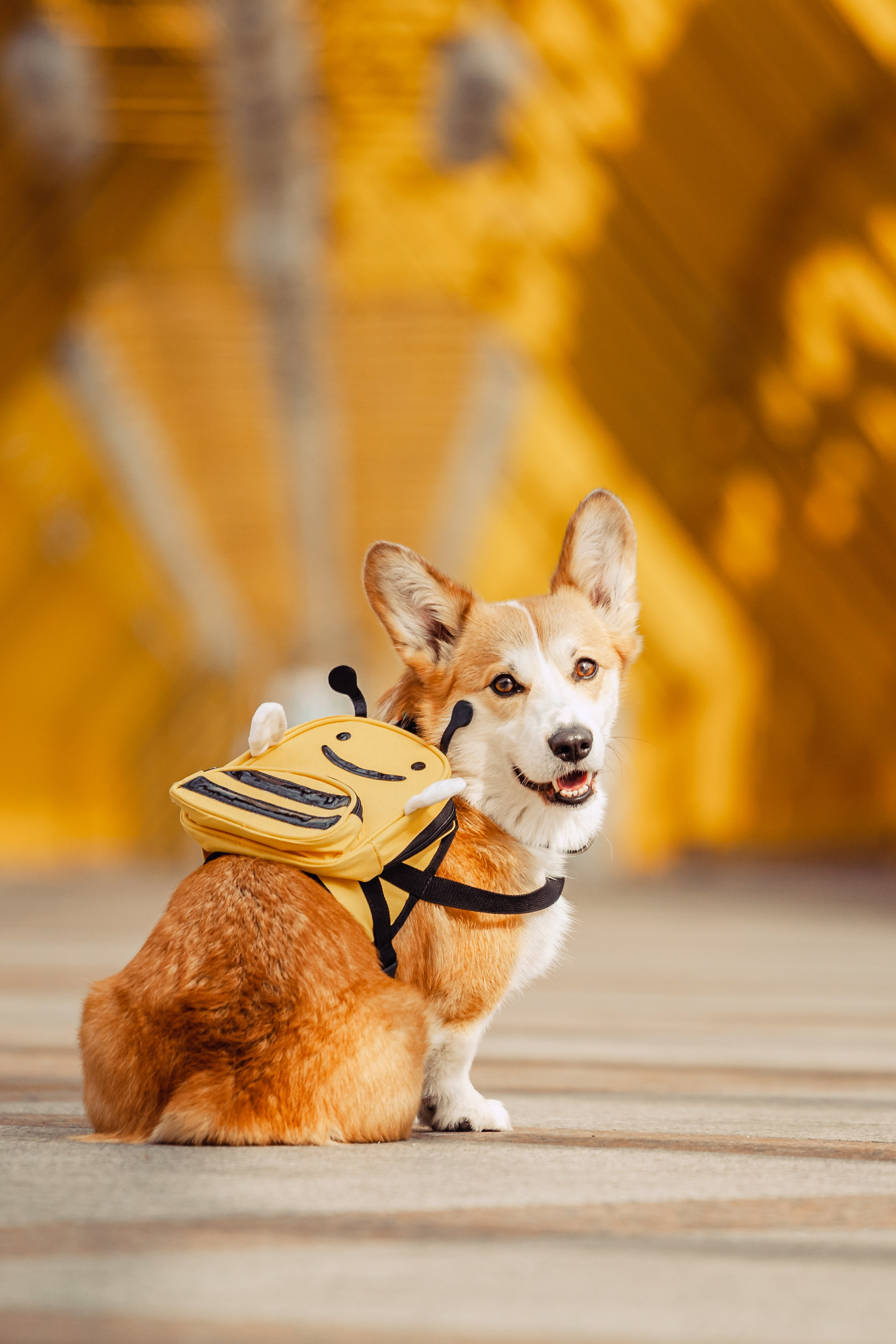 Андреевский мост. Фотограф-анималист Татьяна Степанова