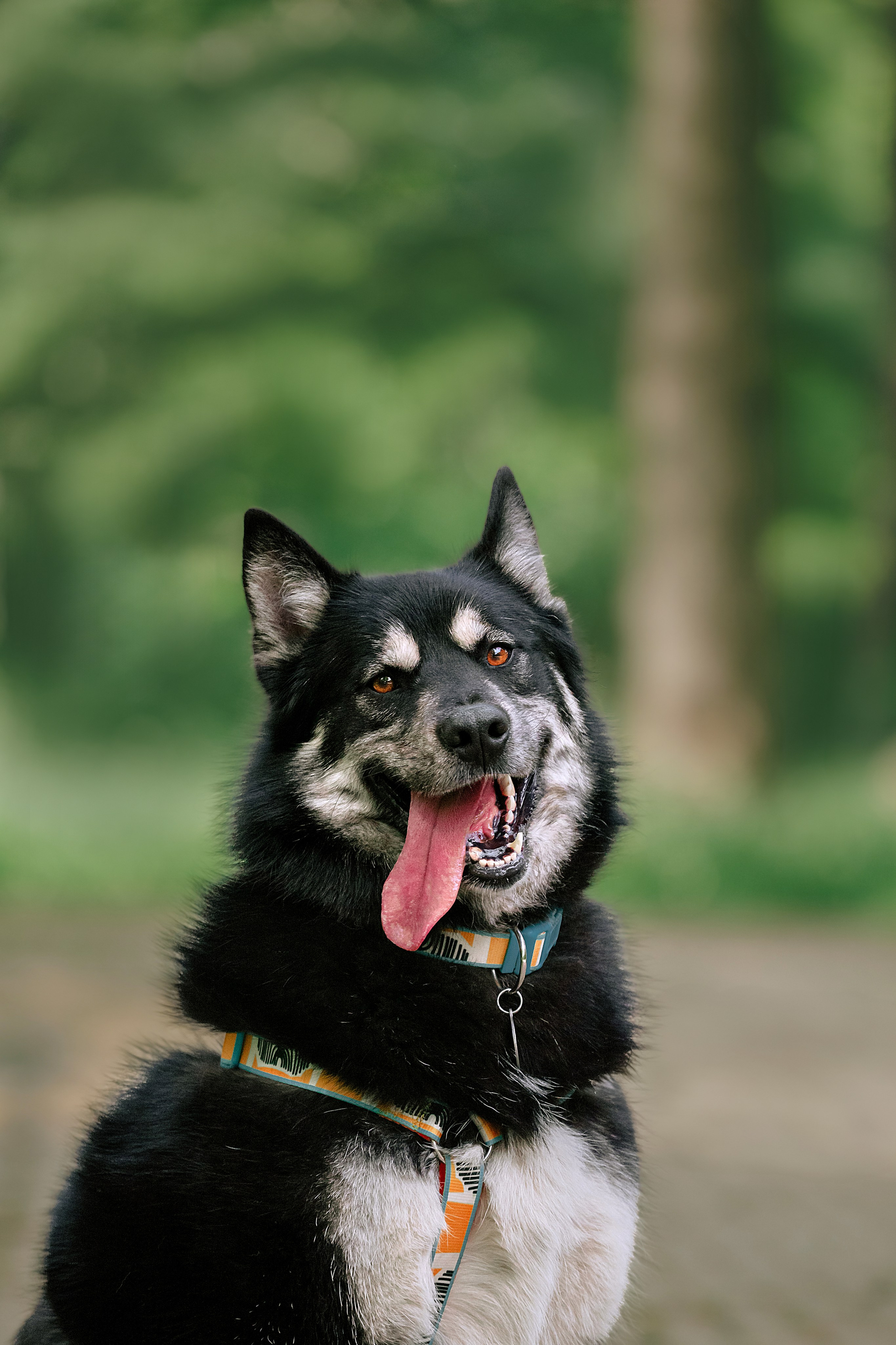 Собаки из приюта Дубовая роща лето 2025. Фотограф-анималист Татьяна Степанова