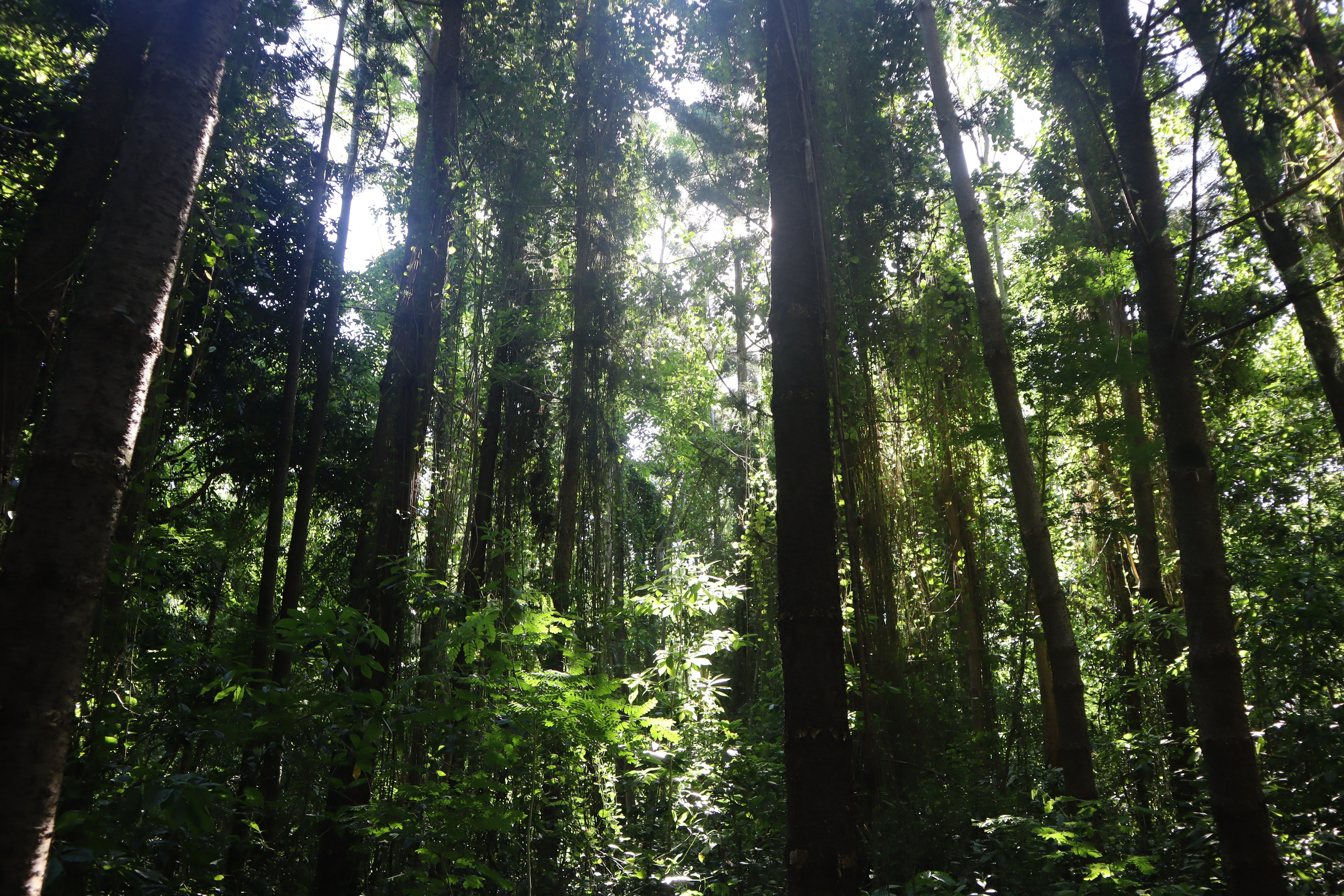 Путешествие на родину птицы додо. Travel photographer Ksenia