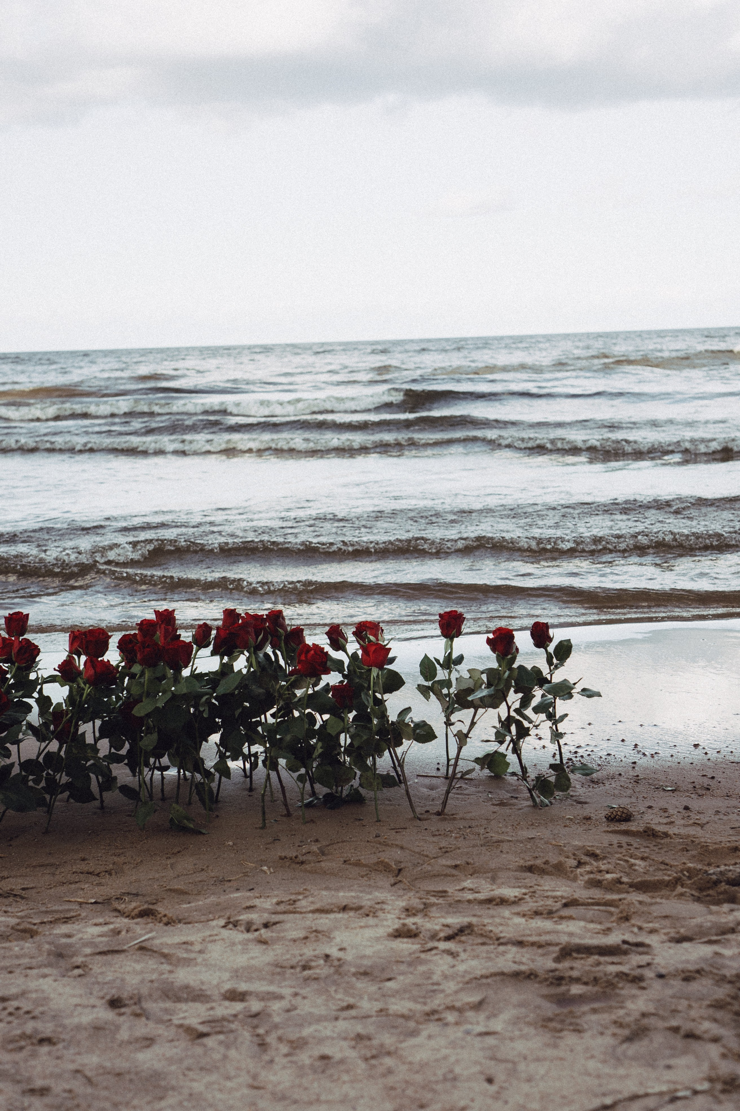 Розы. Профессиональный фотограф, Санкт-Петербург — Виктория Богомолова