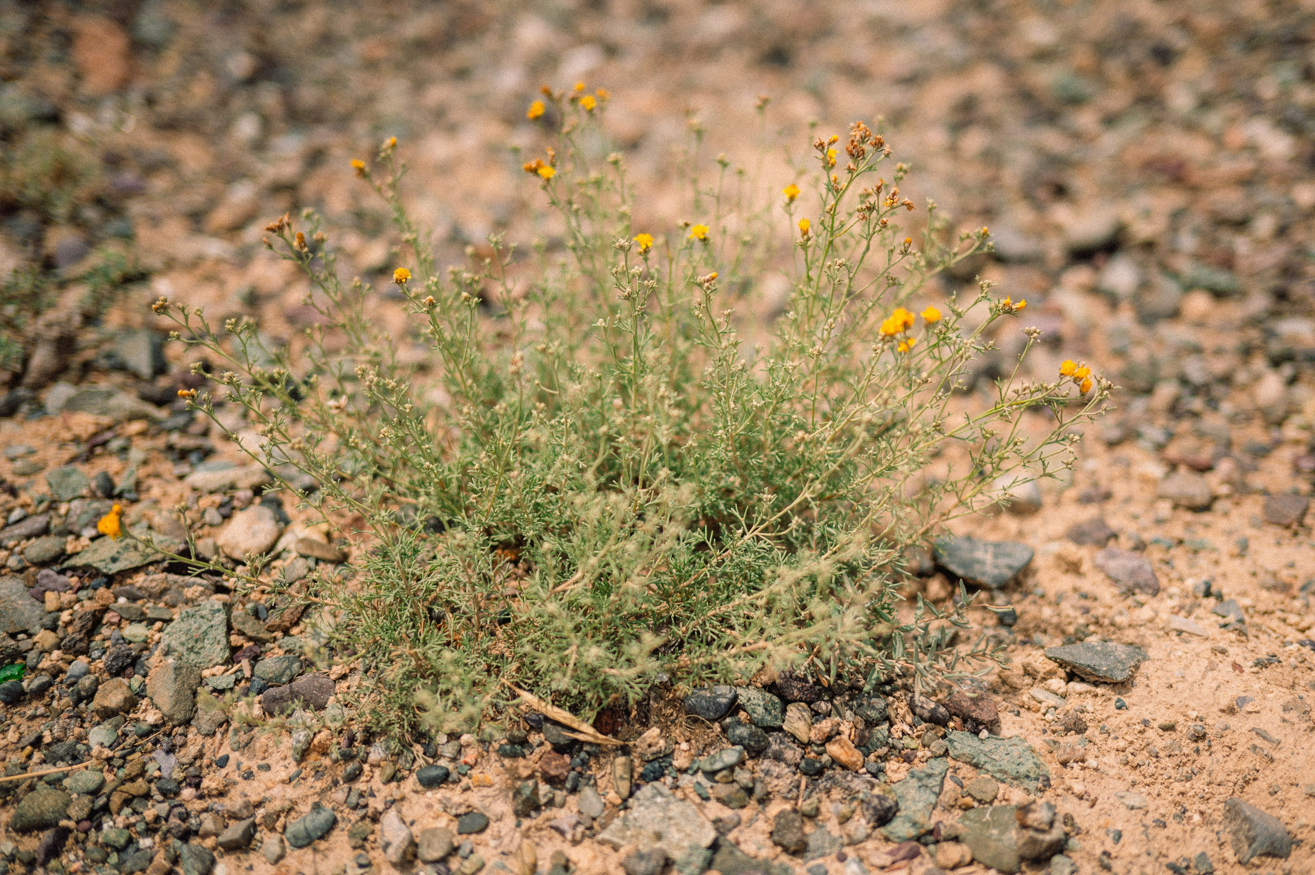 Чарын-Кольсай: лето 2024. Фотограф в Алматы — Дарья Фёдорова