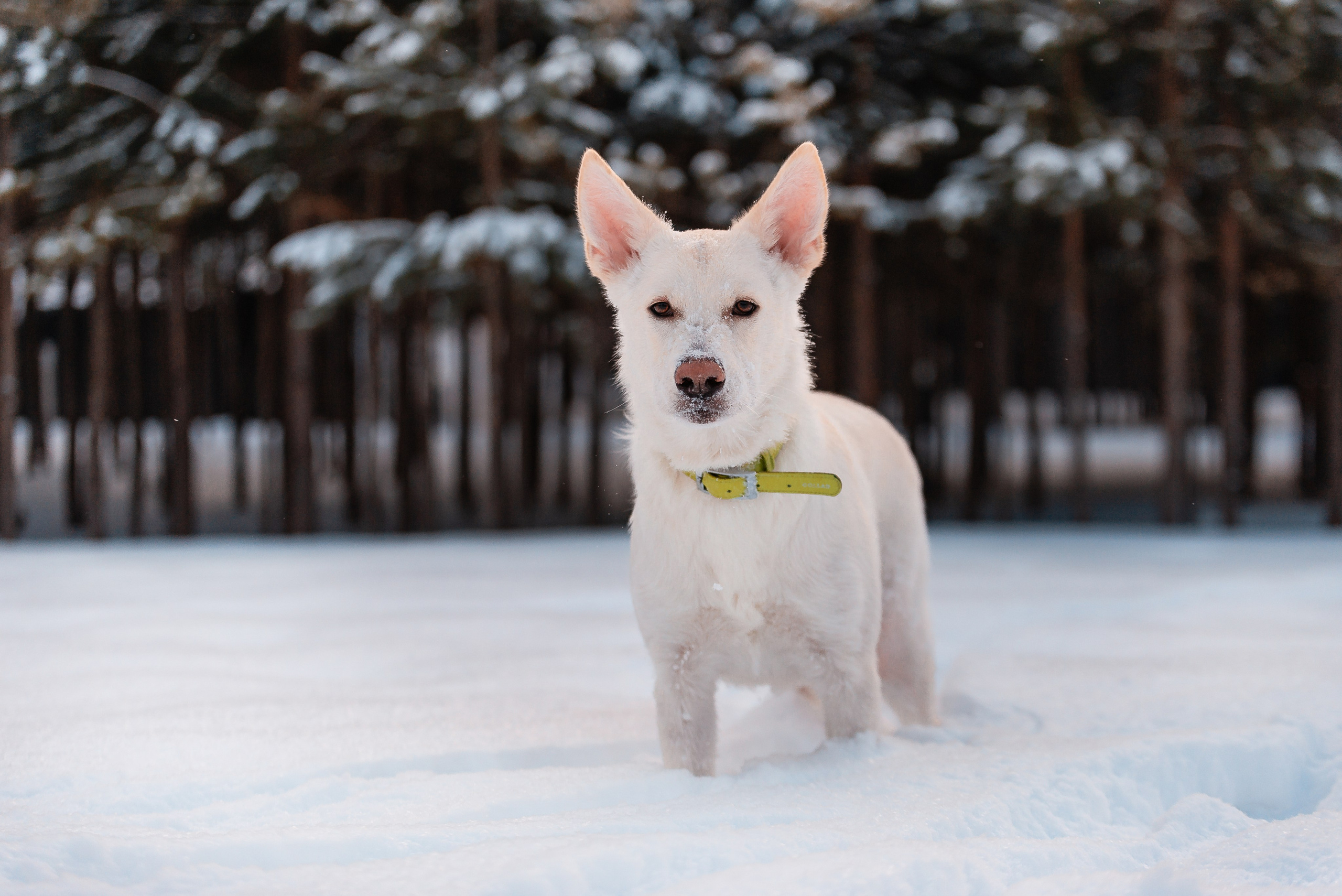 Татьяна, Михаил, Шелли и Лаки. Фотограф-анималист Анастасия Парфенова|Екатеринбург