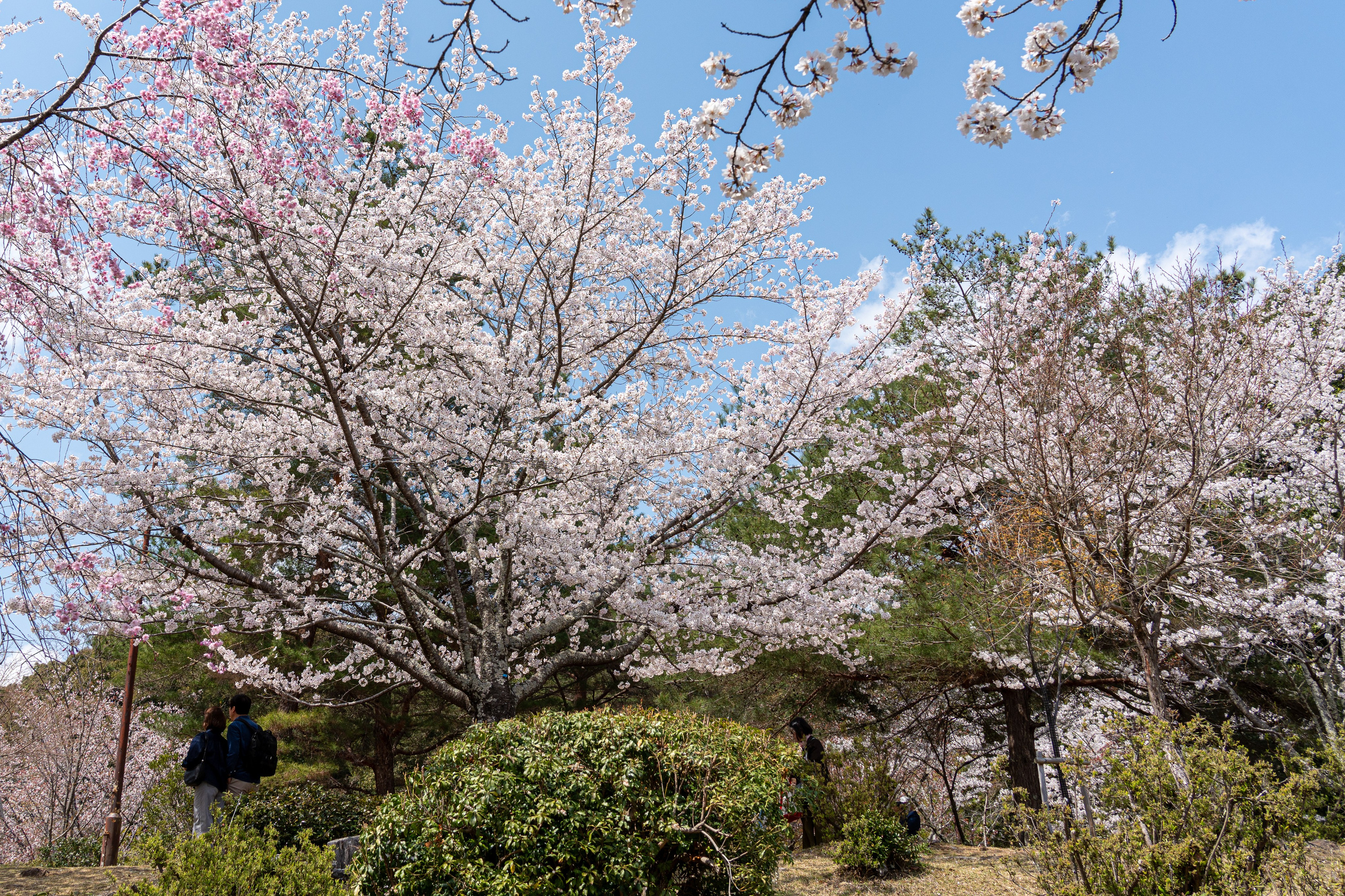 Япония, сакура. Творческие сьемки