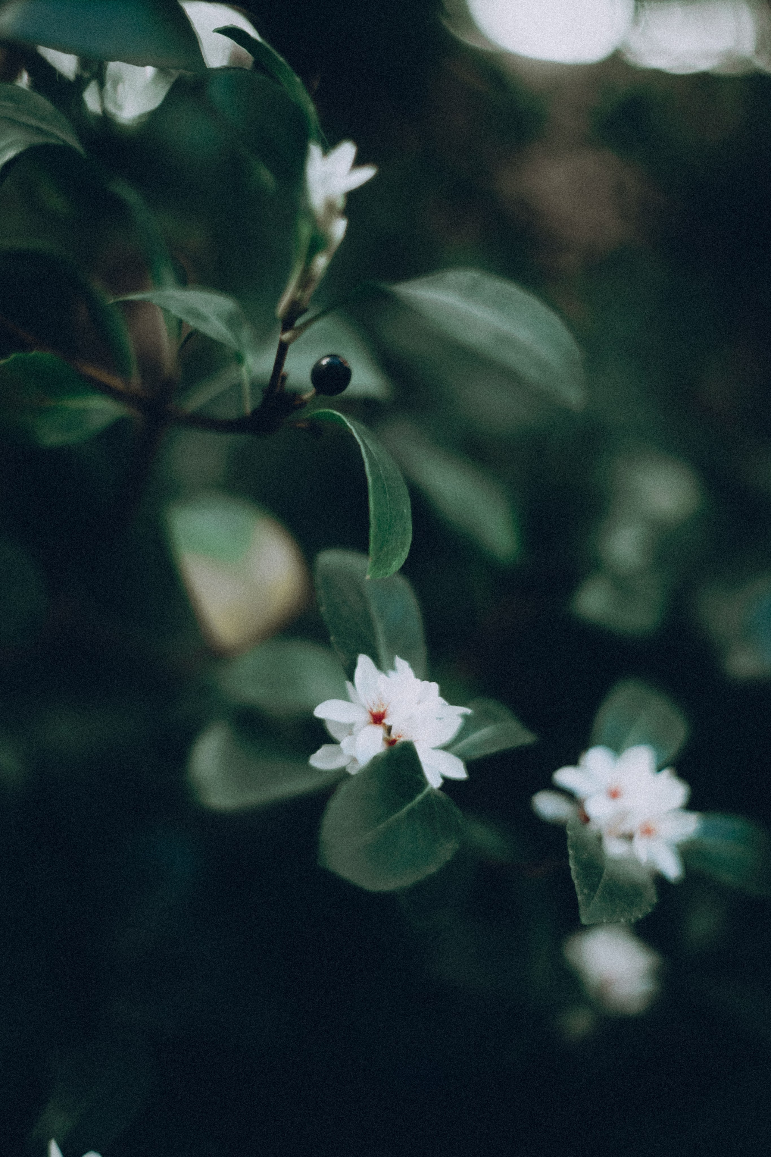 Botanical. Портретный и свадебный фотограф в Москве и Санкт-Петербурге. Учитель фотографии онлайн и оффлайн