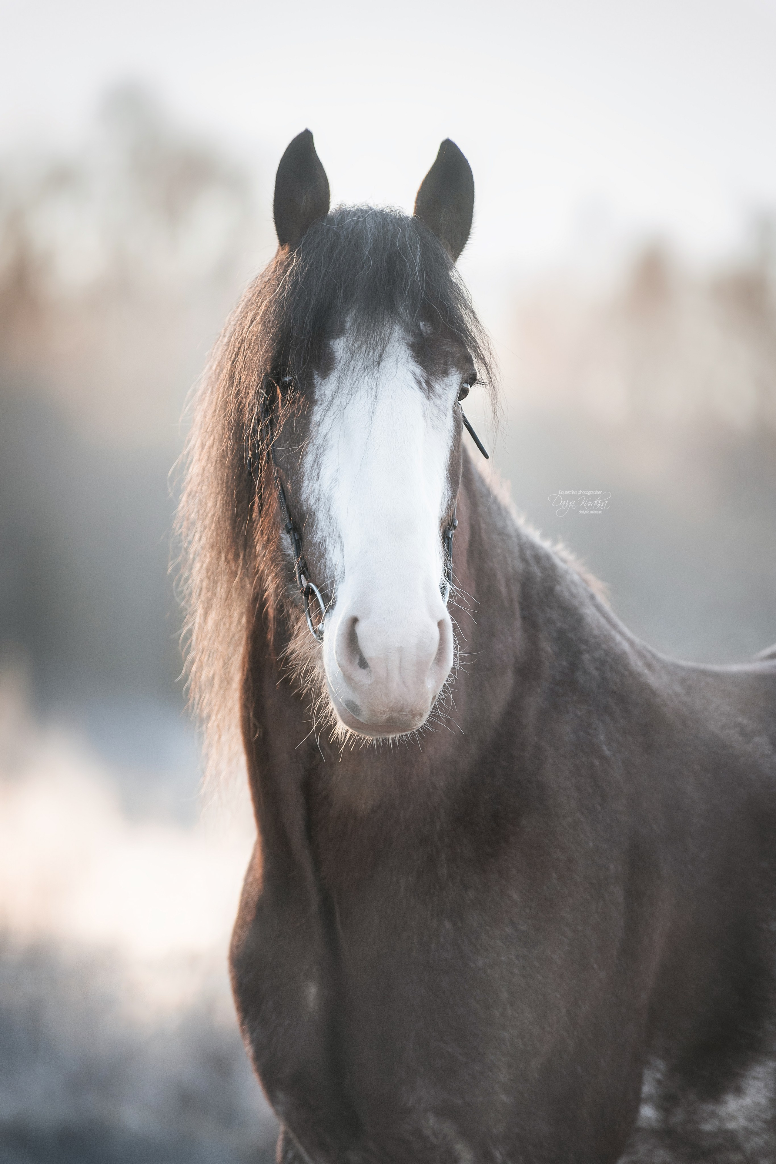Komardins. Конный фотограф Куракина Дарья • Фотосессии с лошадьми
