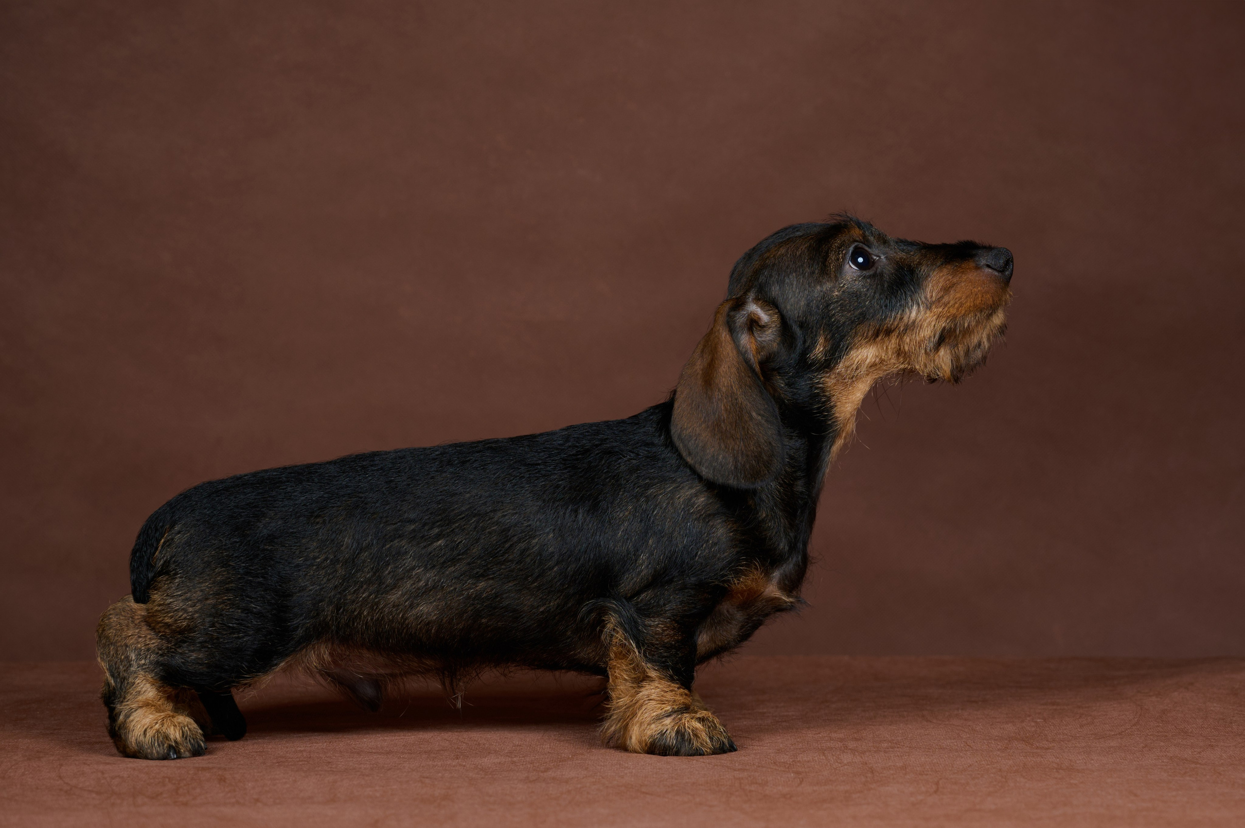 Щенки в домашней студии. Фотограф анималист в Казани Алина Сулейманова. Фотограф животных
