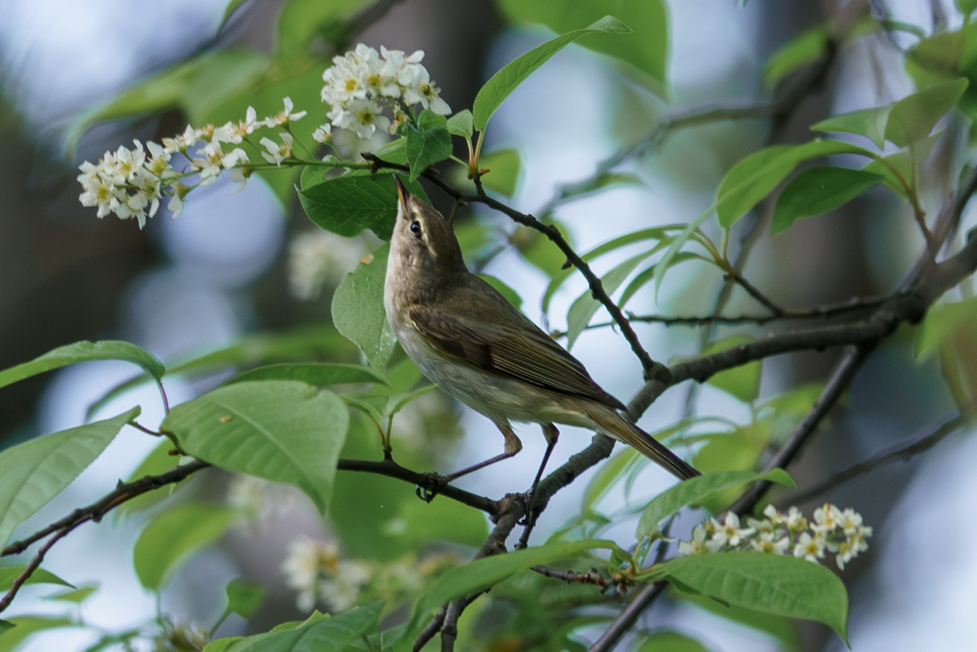 Удивительные мир птиц. Вокруг нас столько прекрасного — присмотритесь!. Ваш личный фотограф Марина Волкова