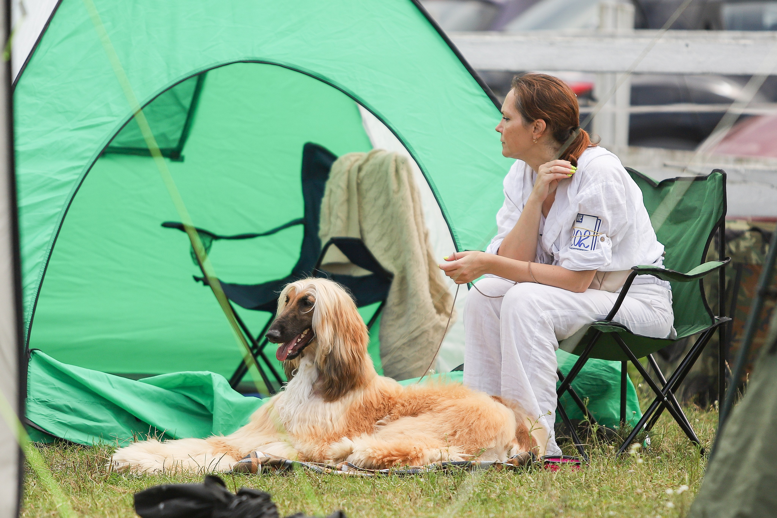Республиканская выставка собак всех пород. Галерея фотографий афганской борзой