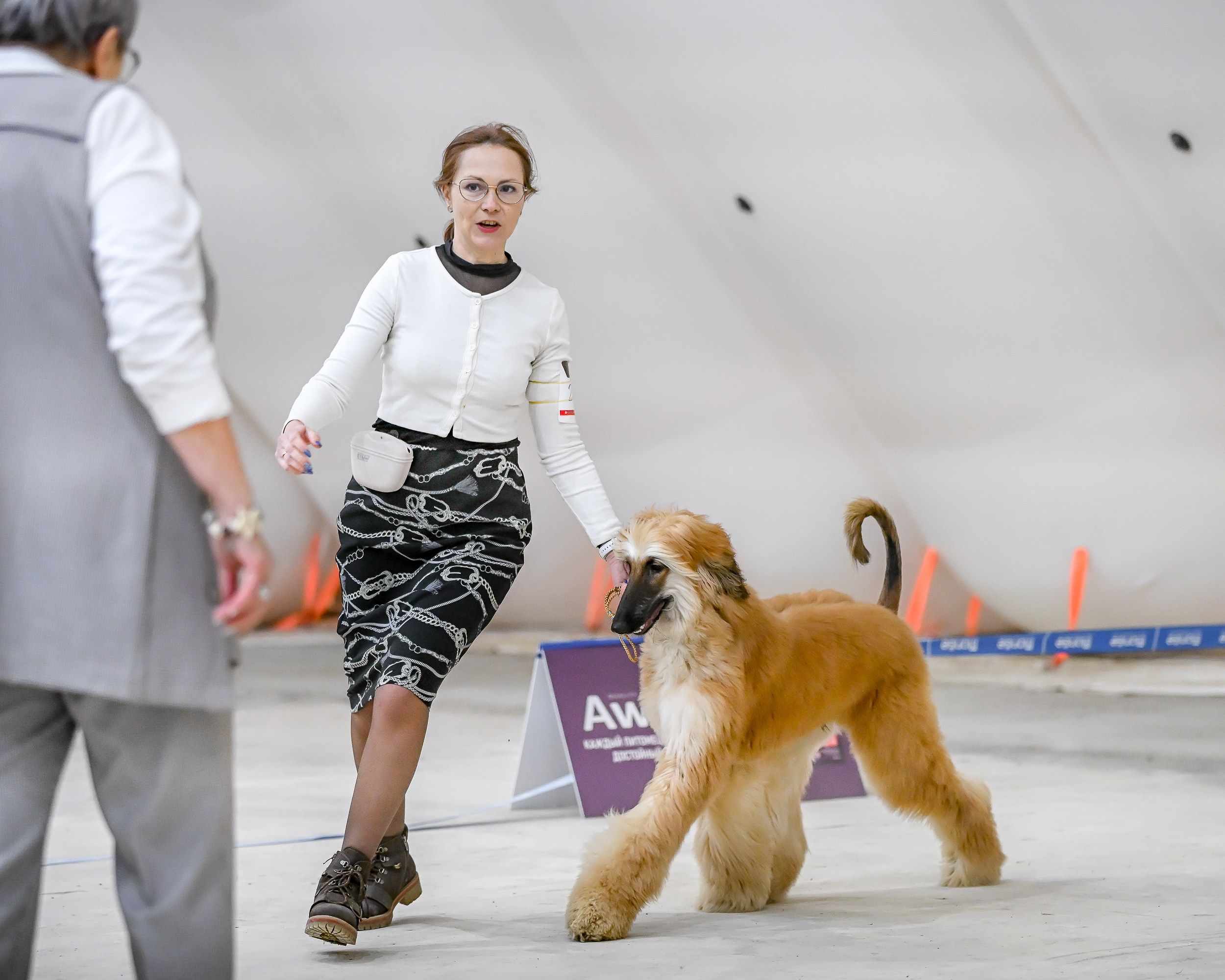 18.02.25 Содружество и Сириус. Галерея фотографий афганской борзой