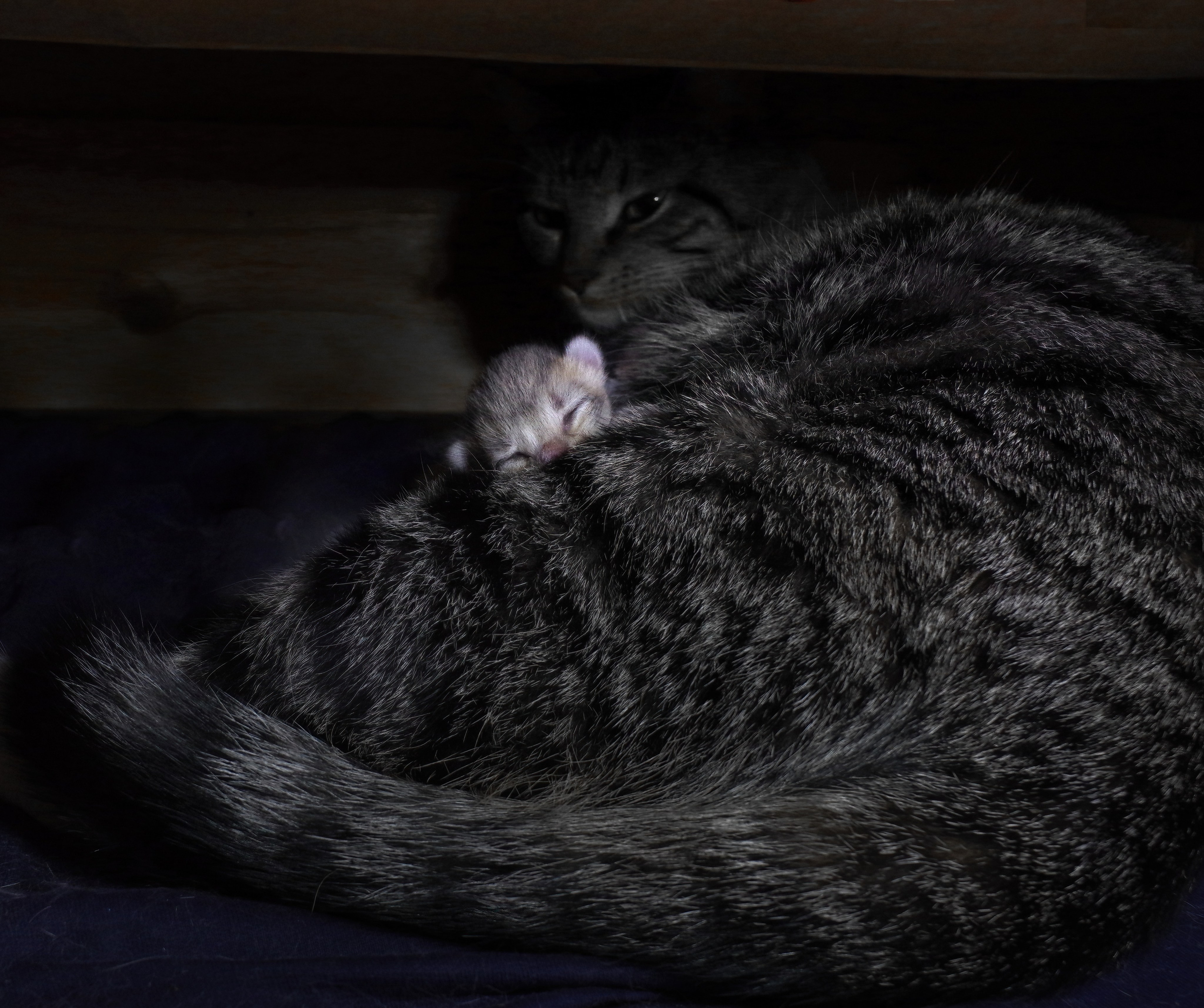 Котятам 2 дня. Вадим Шейдин