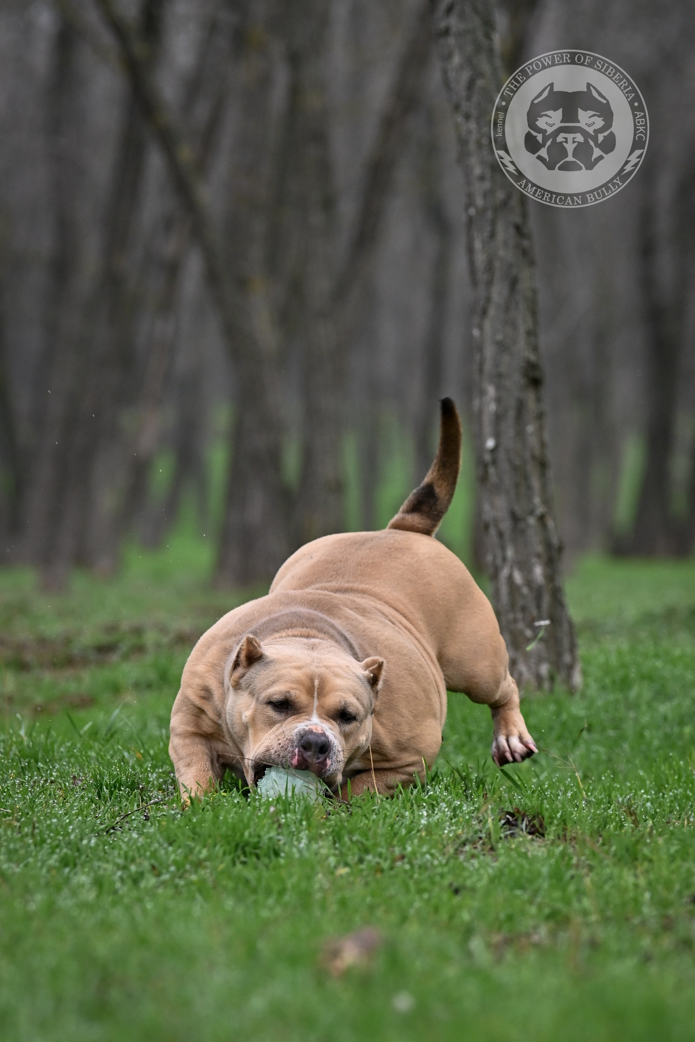 официальный питомник American Bully в Ставрополе, официальный питомник Американских булли в Ставрополе, продажа щенков American Bully в Ставрополе, продажа щенков амбулли в Ставрополе